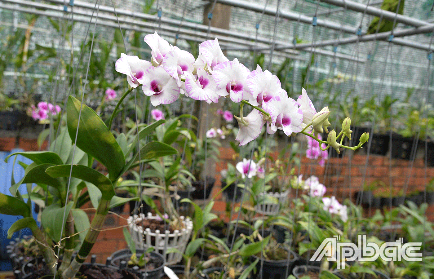 Công nghệ mới đã cho ra nhiều giống lan mới đa dạng màu sắc, thu hút giới chơi lan (2)