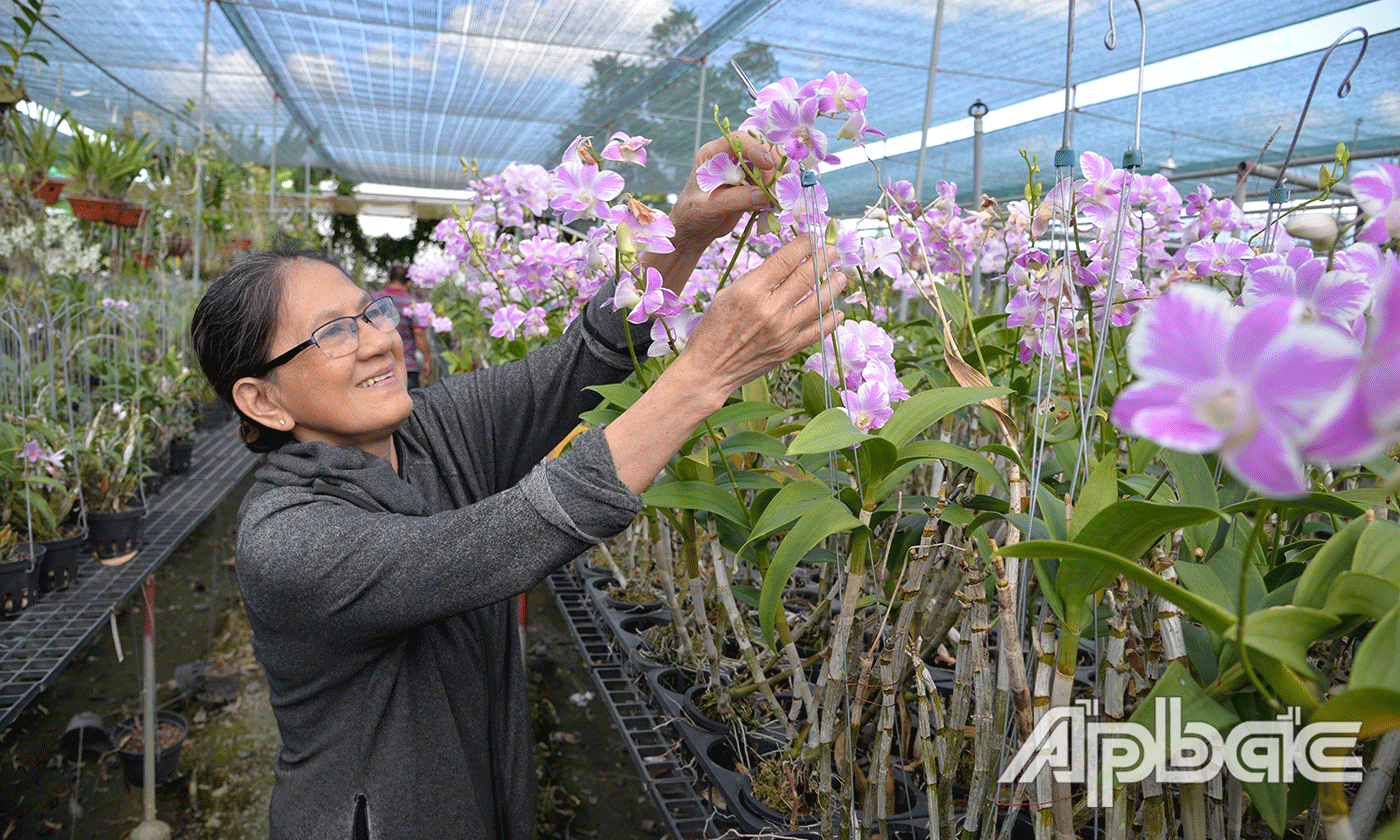 Nở rộ phong trào chơi lan tại Tiền Giang.