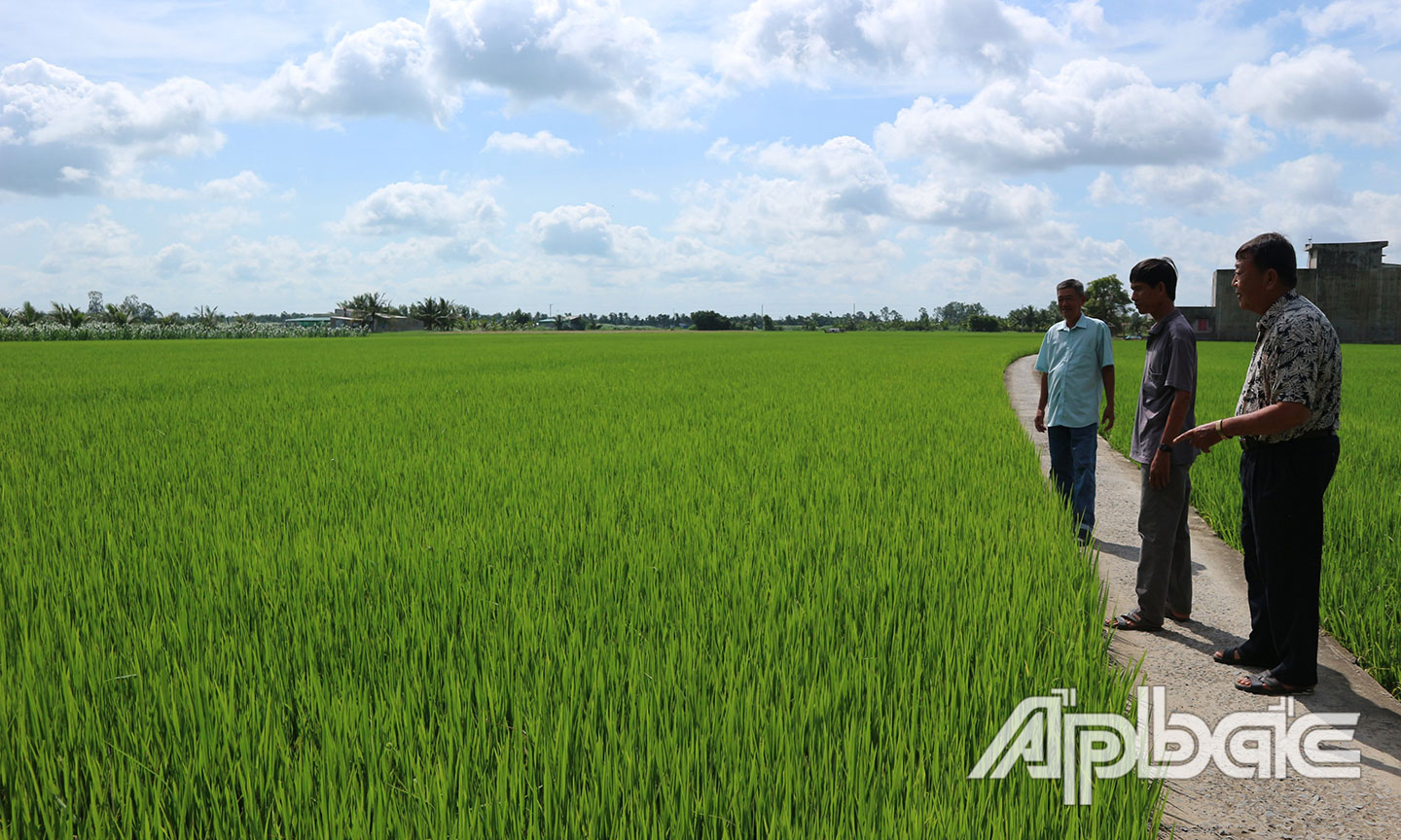 Ông Võ Thanh Nhã cùng các thành viên HTX trao đổi kỹ thuật trồng lúa.