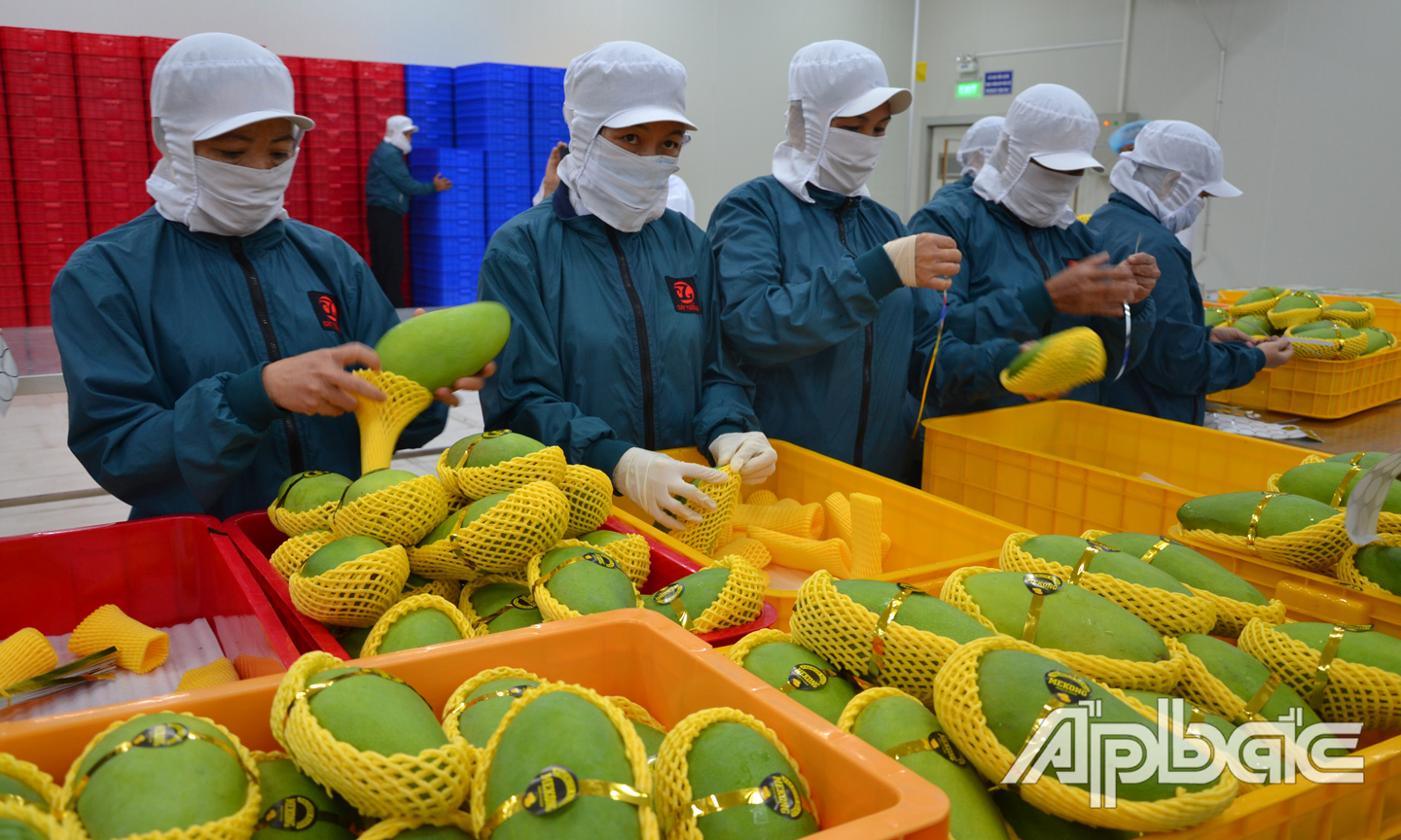 Đóng gói xuất khẩu xoài.