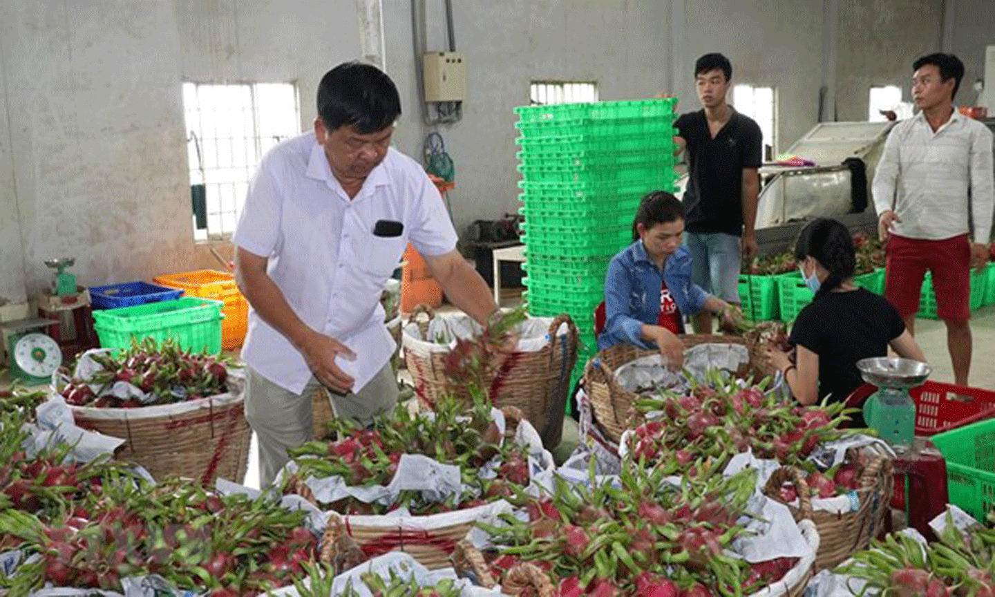 Quả thanh long xuất khẩu. (Ảnh: Bùi Giang-TTXVN)