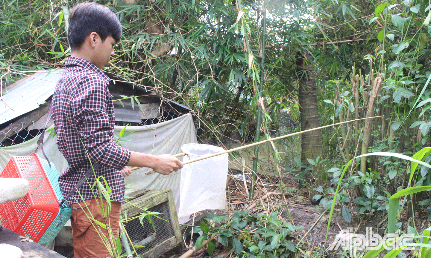 Rắn mối thường sống trong bụi rậm. 