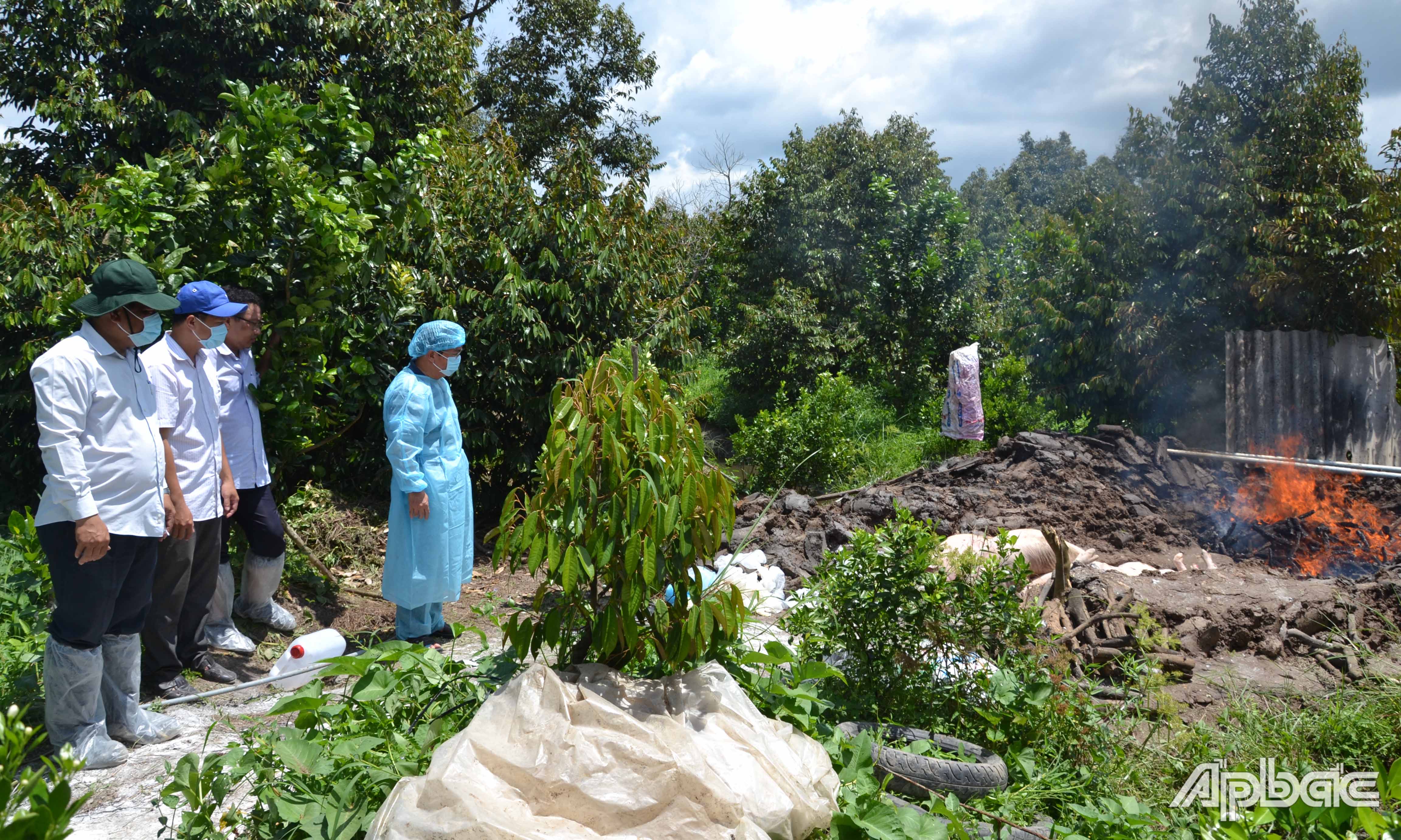 Năm 2019, DTHCP gây thiệt hại lớn khiến tổng đàn heo của tỉnh sụt giảm.