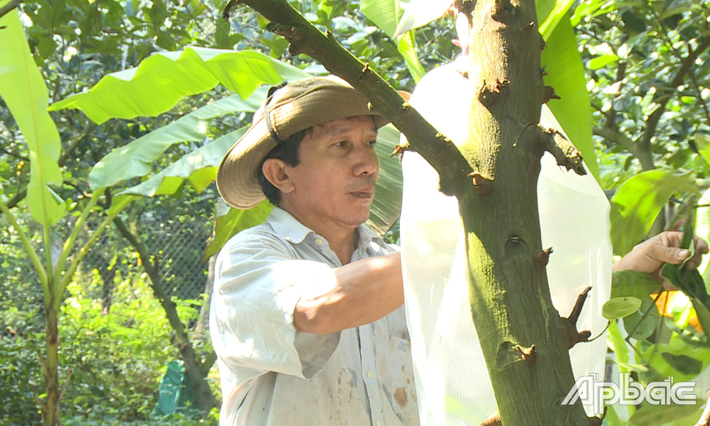 Ông Nguyễn Thành Chung ứng dụng kỹ thuật bao lưới trái mít nhằm hạn chế sâu bệnh và hạn chế sử dụng thuốc trừ sâu.