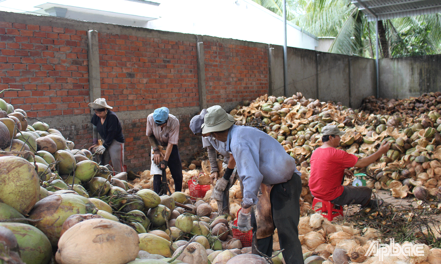 Một ngày của người thợ lột dừa bắt đầu từ lúc sáng sớm cho đến tận chiều tối. 