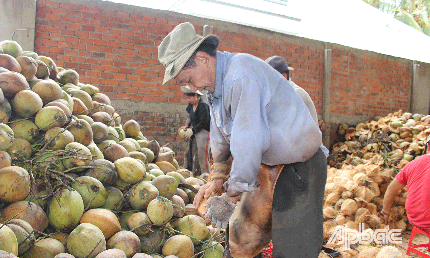 Người lột vỏ dừa cầm trái dừa nhấn mạnh vào lưỡi nầm theo chiều ngang của trái, rồi vặn cho múi vỏ bật ra.