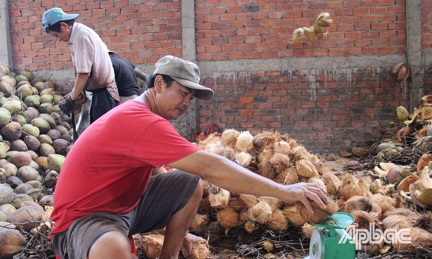 Dừa sau khi lột sẽ được cân ký để phân loại. 