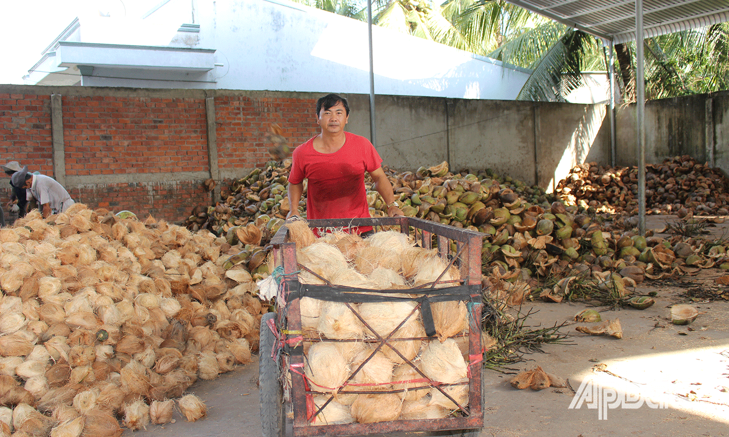 Dừa sau khi lột, phân loại được thợ di chuyển ra xe. 