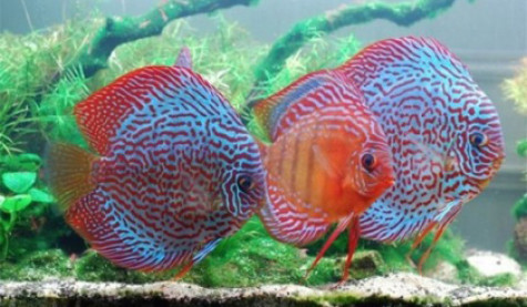 Kỹ thuật nuôi cá dĩa thương phẩm, sinh sản