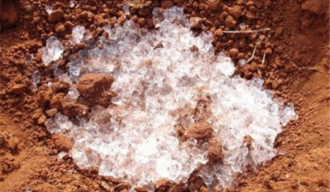 Hạt siêu trữ nước chống hạn cho cây trồng