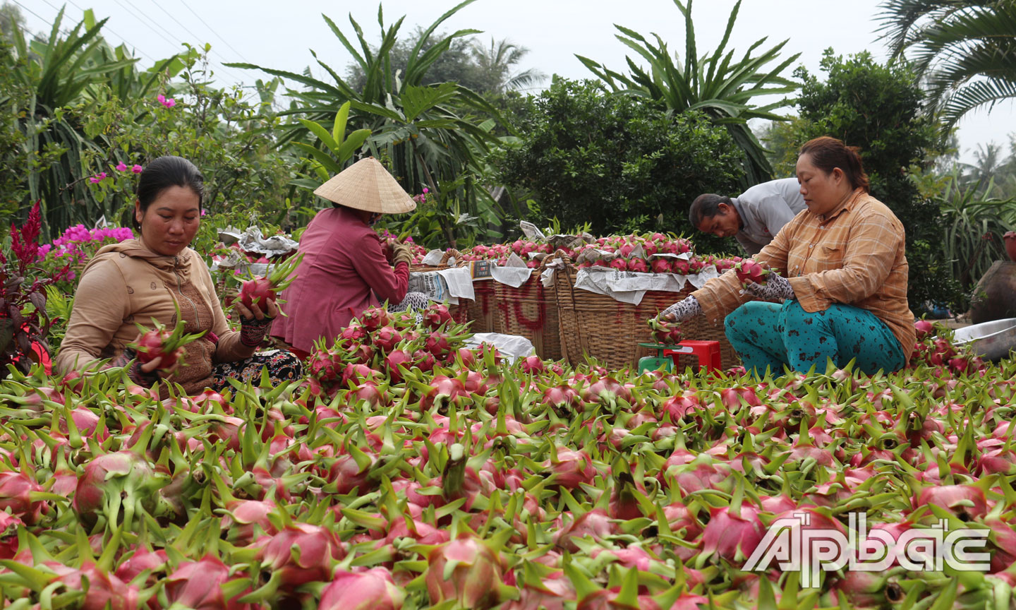 Thanh long có nhiều triển vọng xuất khẩu.                                                                                                                                                                                                                                    Ảnh: HL