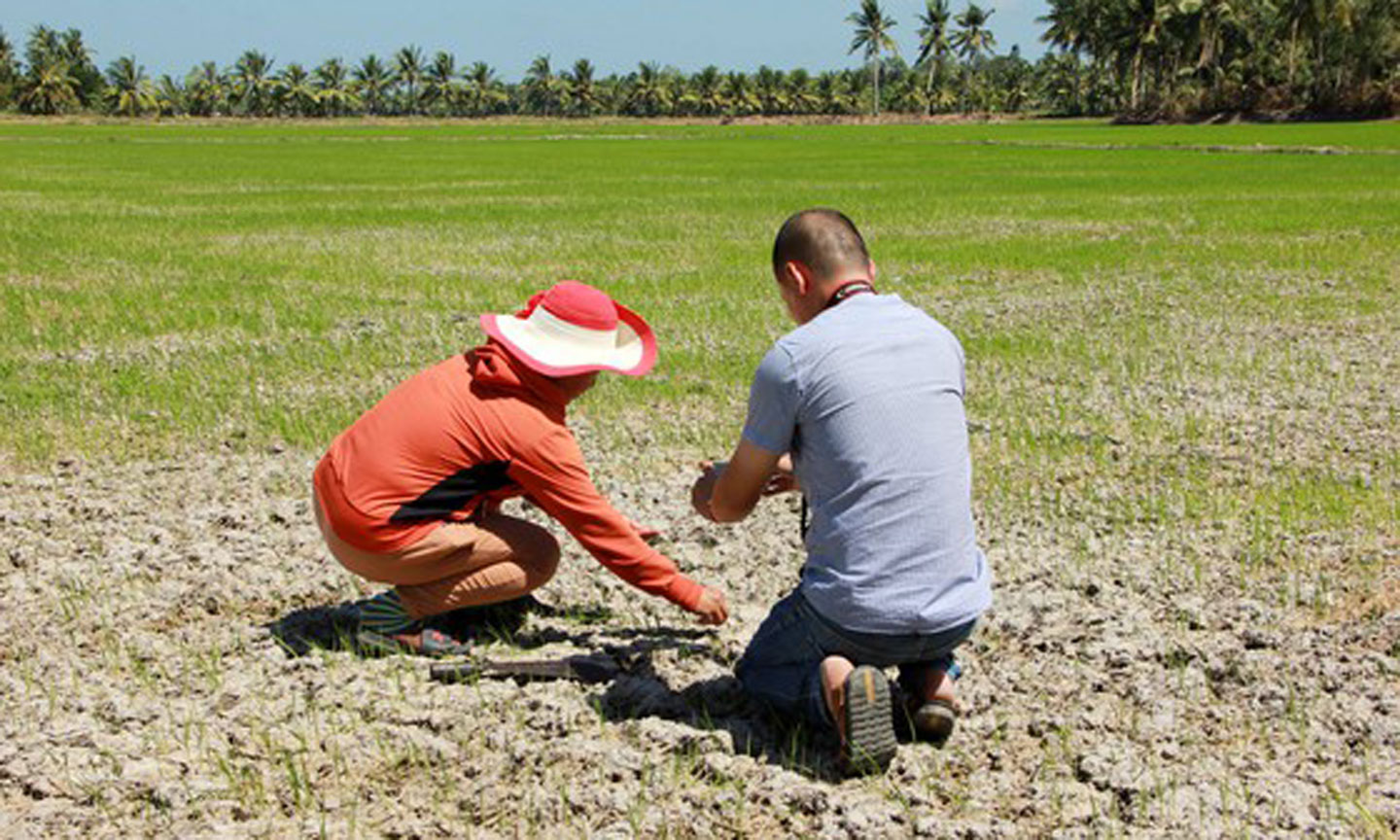 Xâm nhập mặn vào mùa khô năm 2019-2020 gây thiệt hại nặng nề cho nhiều địa phương tại ĐBSCL.