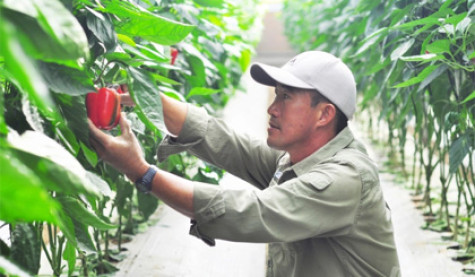 Nuôi nhện thiên địch, giảm 80% sâu hại mà không cần thuốc bảo vệ thực vật