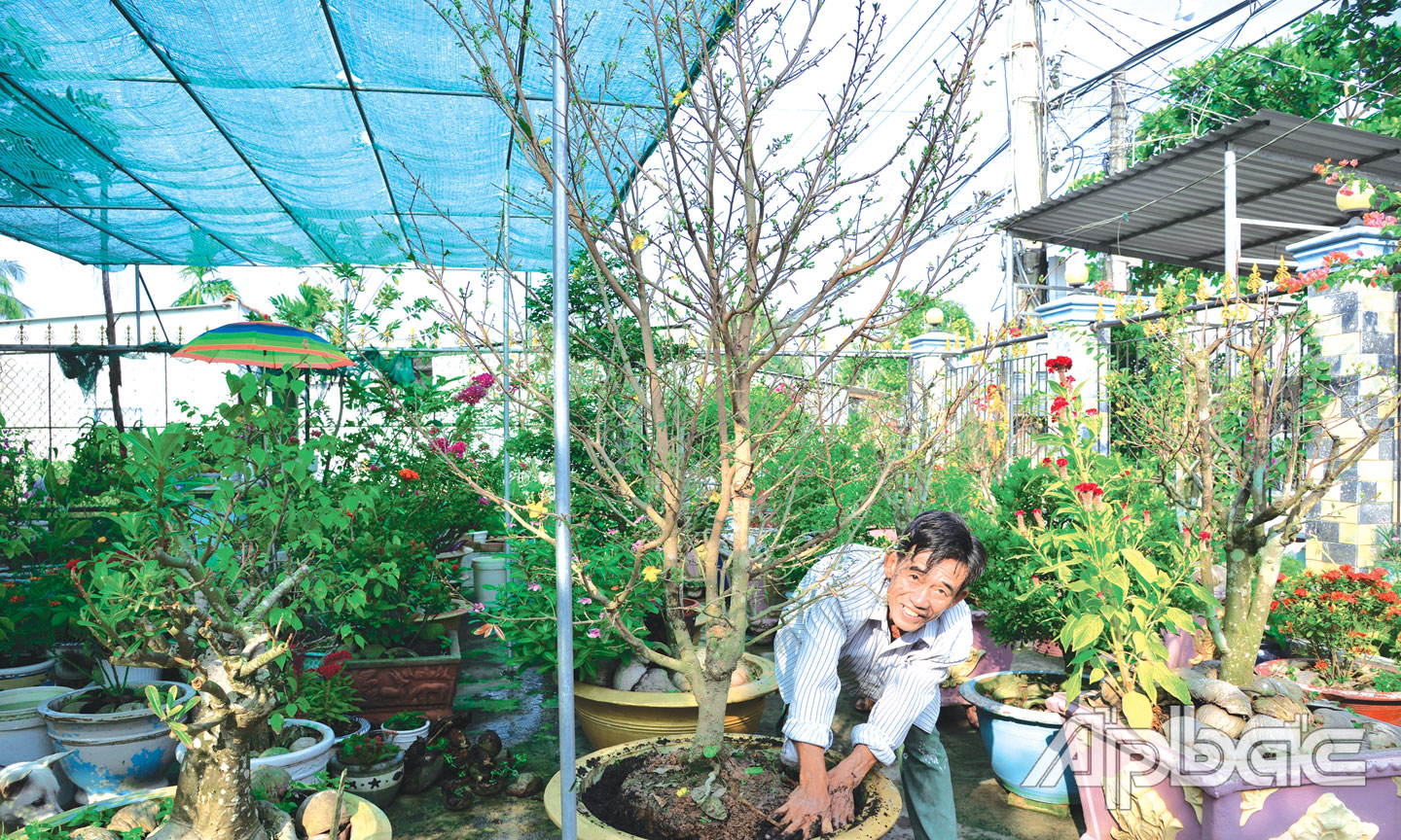 Hoa mai biểu tượng của sự trường thọ và ngũ phúc, nên nhà nhà đều trang trí hoa mai trong dịp tết cổ truyền dân tộc.                                                                                                                                                        	                                                                                   Ảnh: THU HOÀI