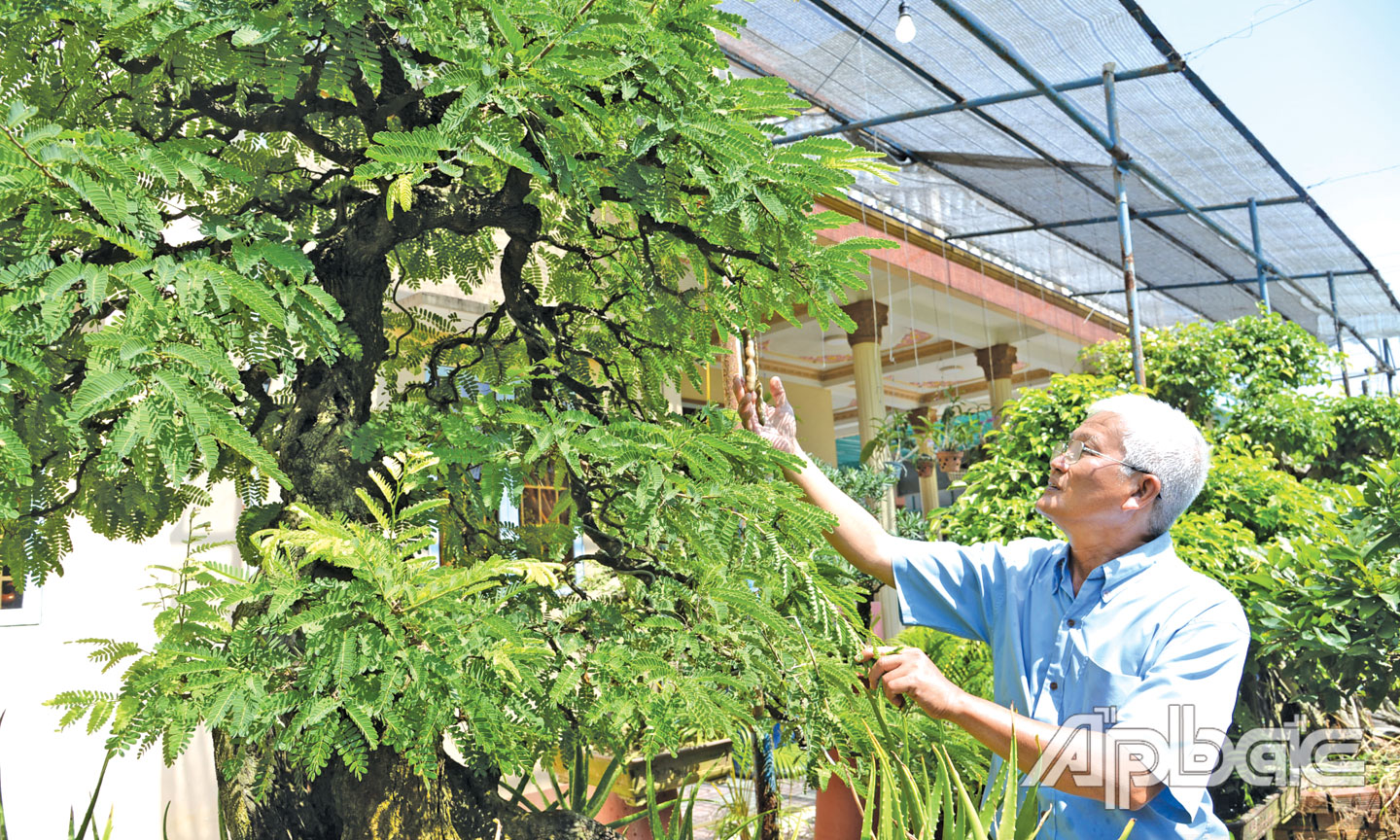 2. Người chơi kiểng từ cây ăn trái không chỉ có cây đẹp mà còn có thể thu hoạch trái.