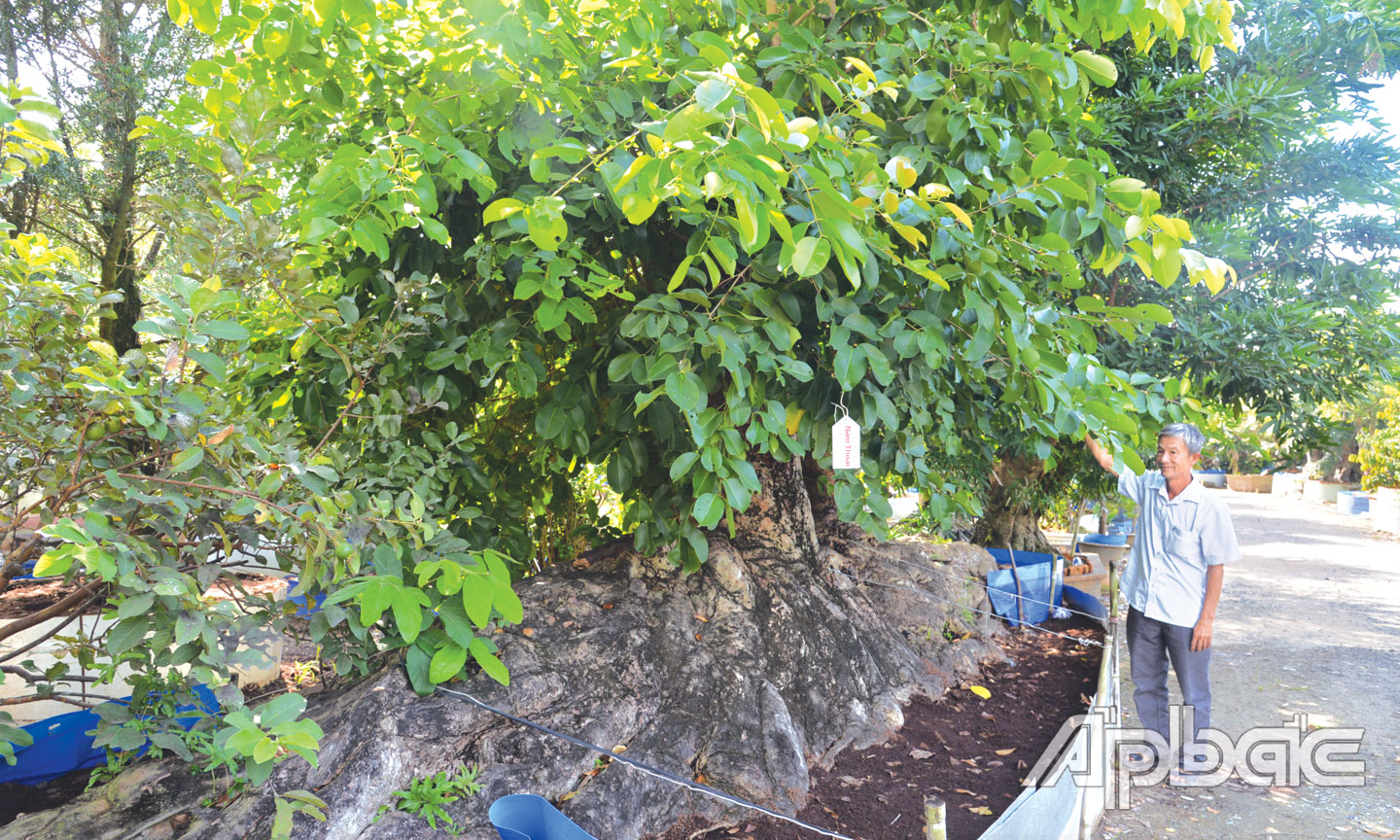 1. Ông Toản bên cây trâm cổ thụ trị giá 1,5 tỷ đồng của mình.