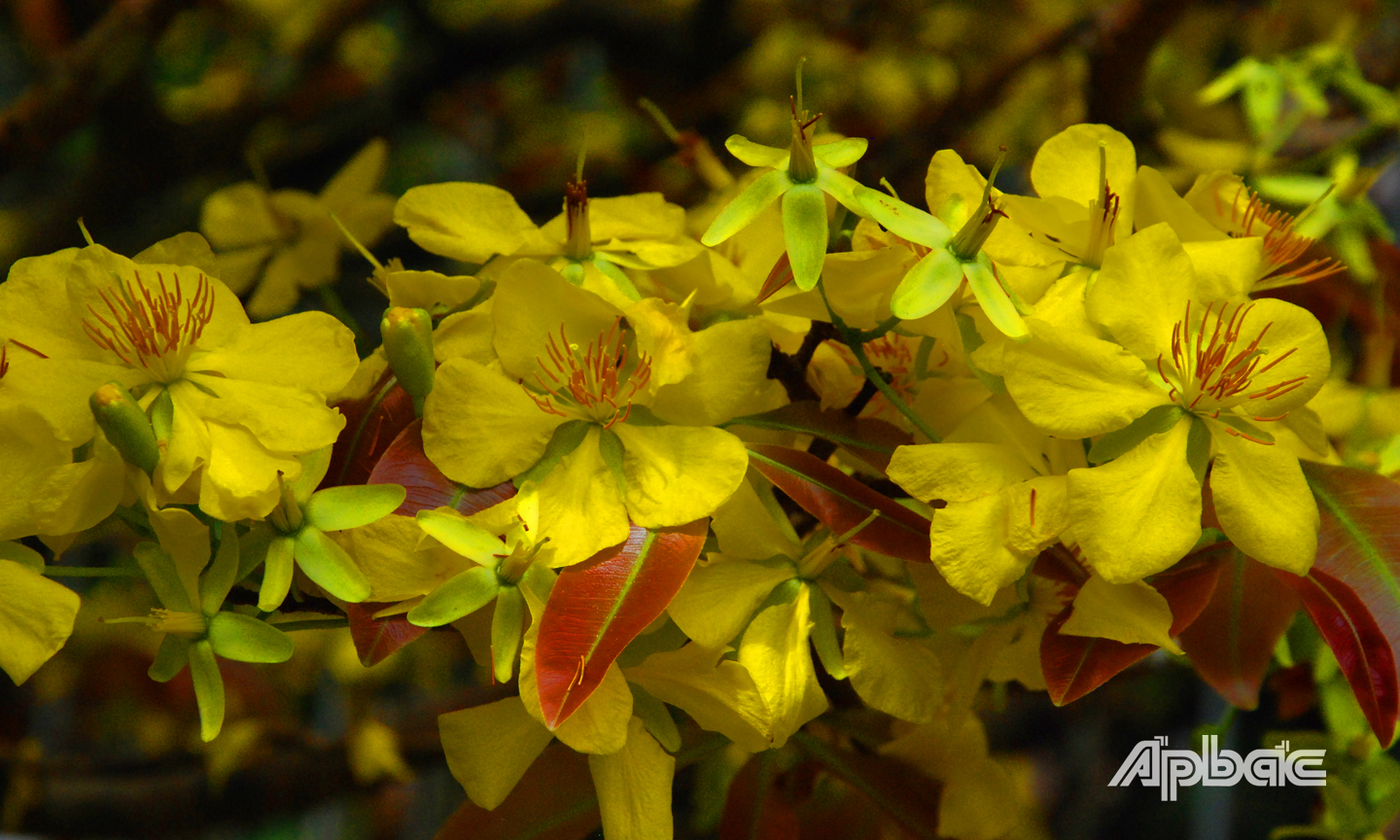 Mai vàng mang hồn xuân đất phương Nam