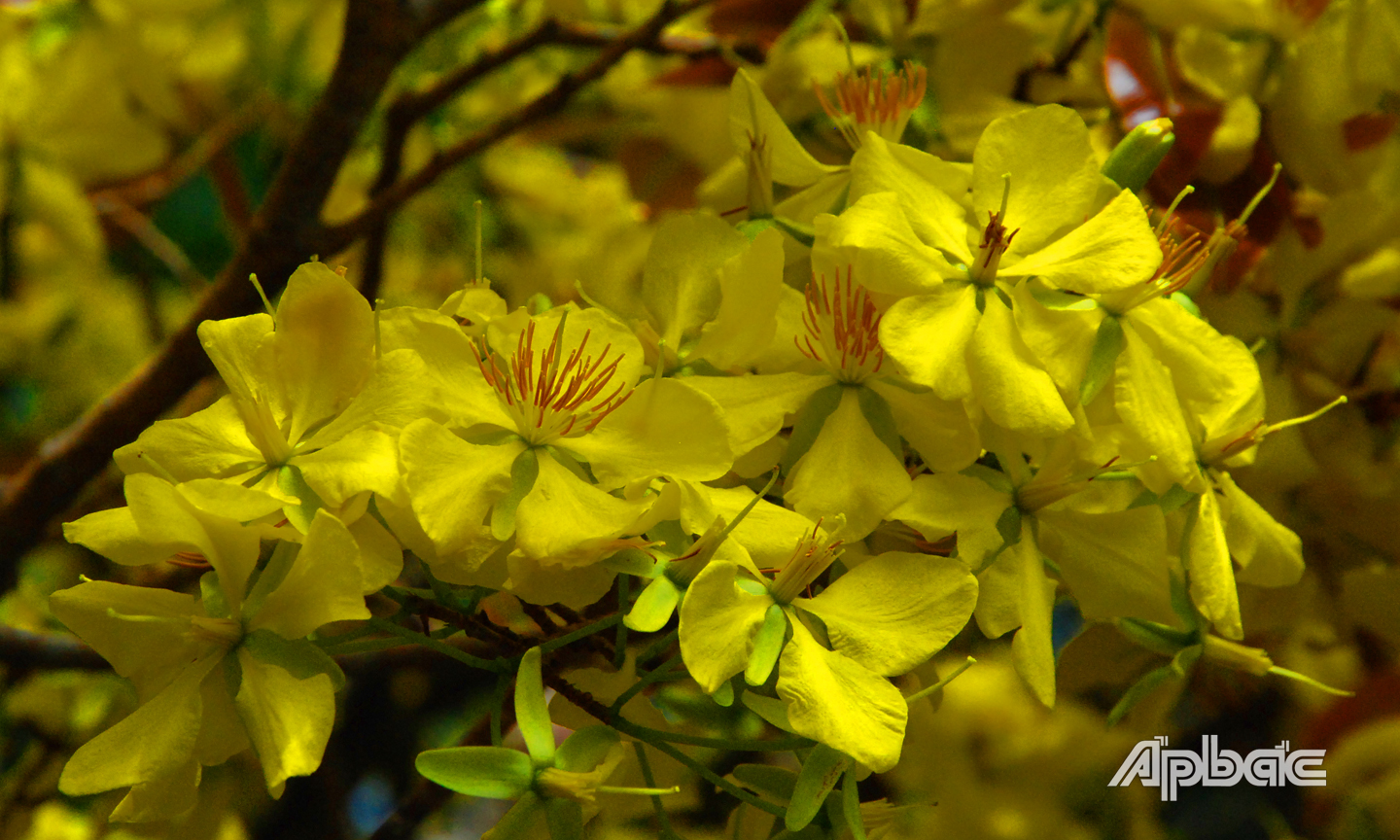 oa mai vừa tô điểm không gian ngày Tết vừa hàm ý gửi gắm ước mơ, kỳ vọng năm mới mọi điều may mắn, hanh thông.
