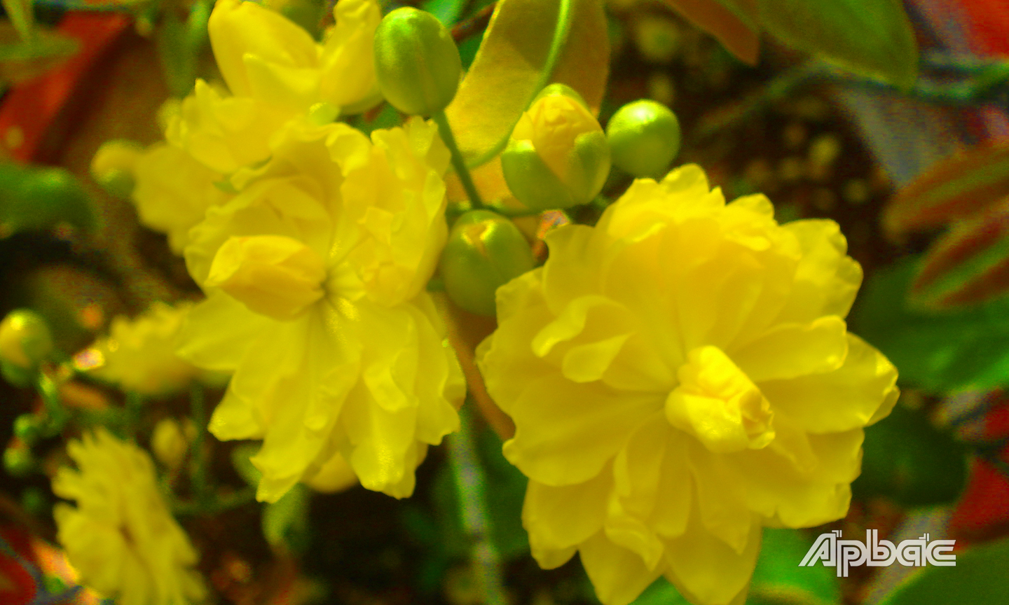 Mai cúc có đặc điểm là cánh hoa mỏng, nhỏ, nhiều tầng, nở liên tục tới khi rụng hoa