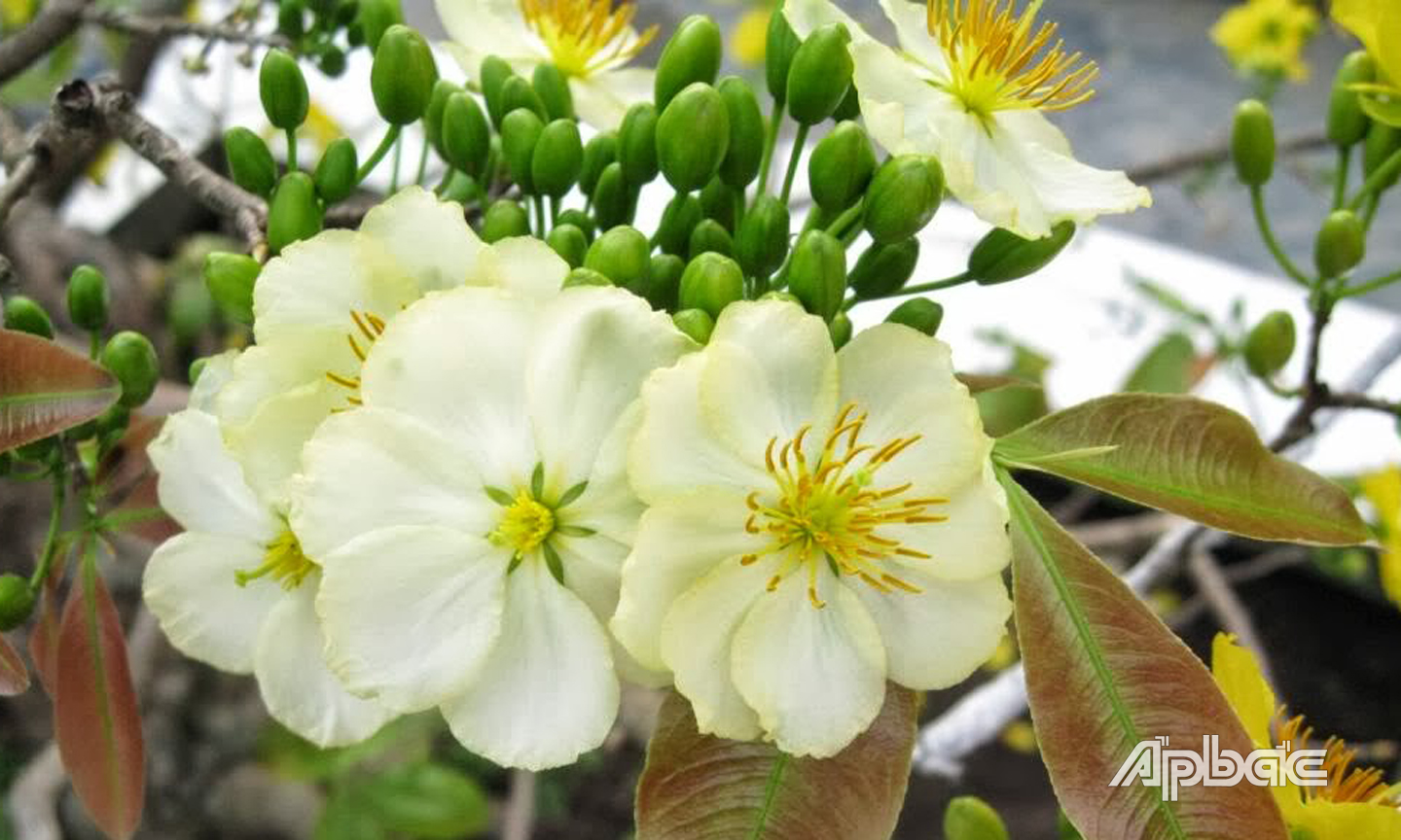 Mai Ngự sử có hoa màu trắng sữa, có viền màu vàng nhạt ngay rìa bông, nhụy vàng. 