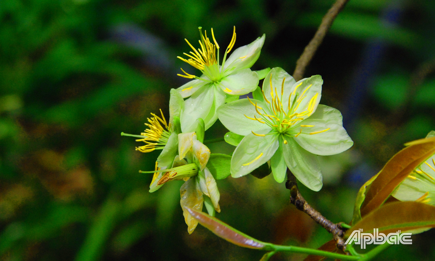Thanh mai có hoa màu xanh nhạt, nhụy vàng, mang vẻ đẹp mong manh.