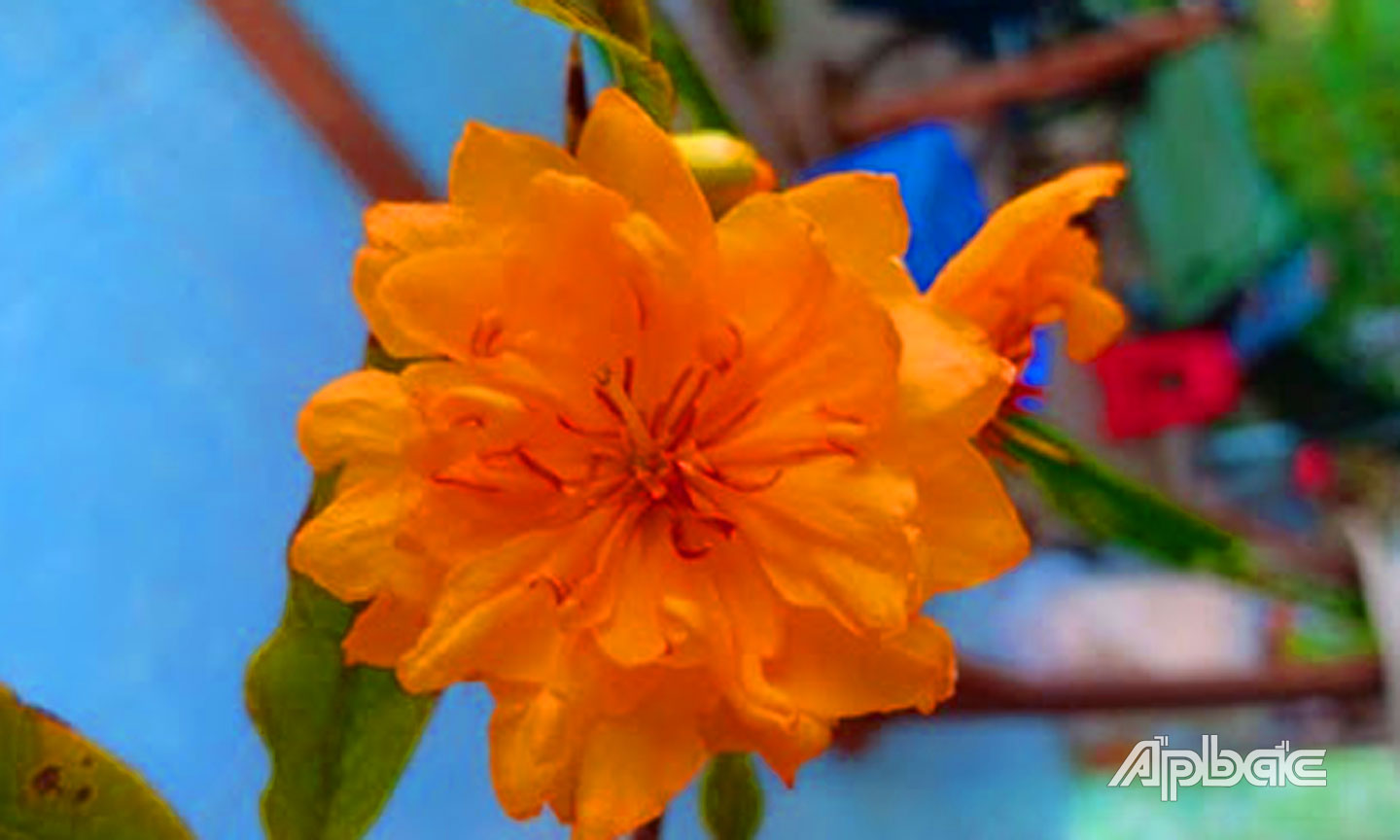 Mai cúc màu cam là loại mai được nhiều người chú ý