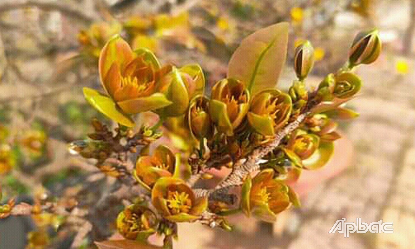 Mai Phước lộc thọ là loại hoa mai rất đặc biệt so với họ hàng nhà mai vàng