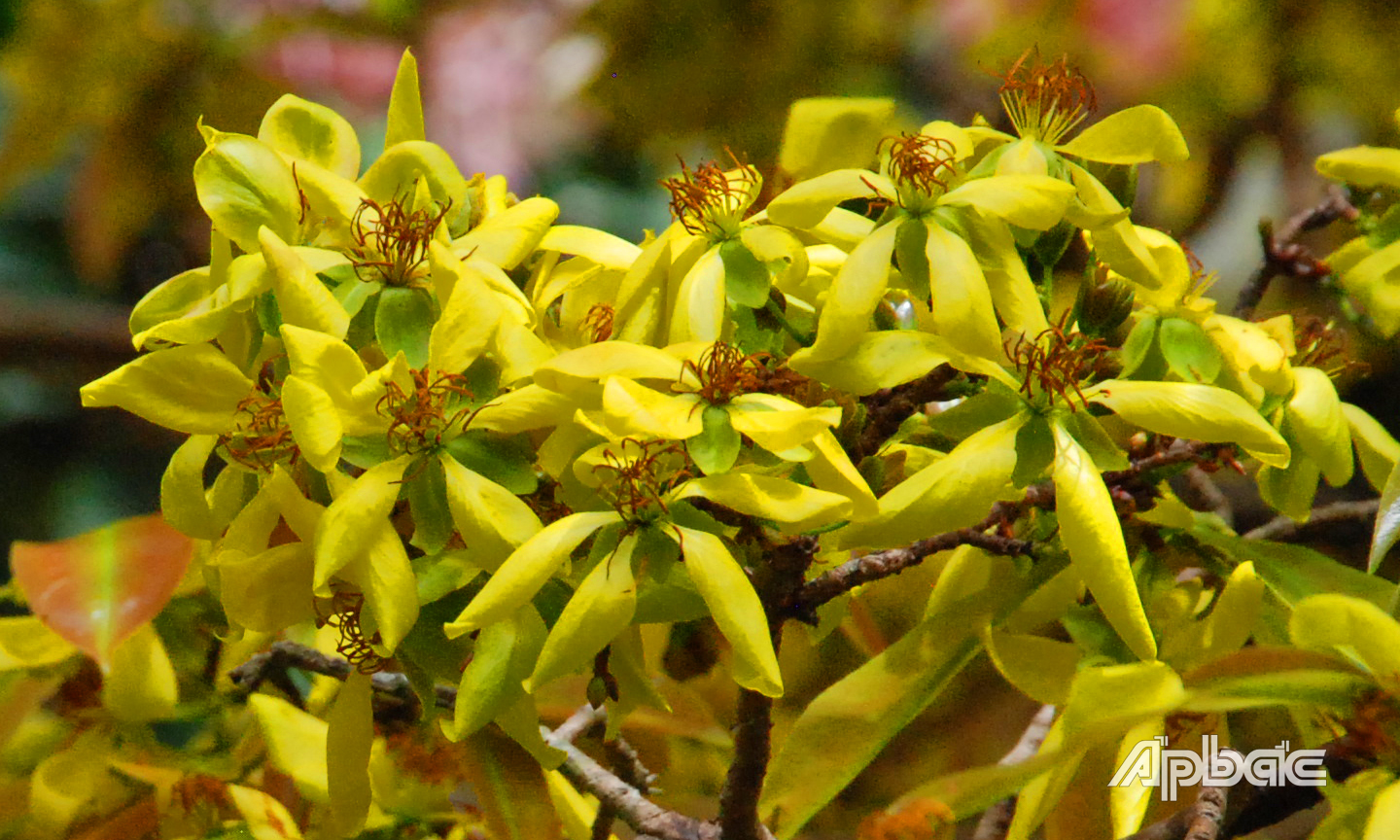 Phước lộc thọ 5 cánh dài