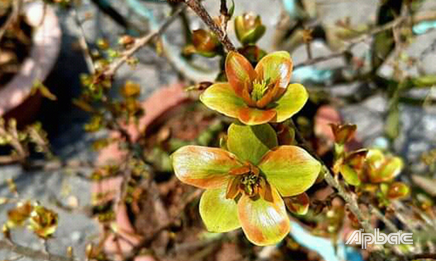 Và phước lộc thọ cánh hoa sẽ phát triển thành lá