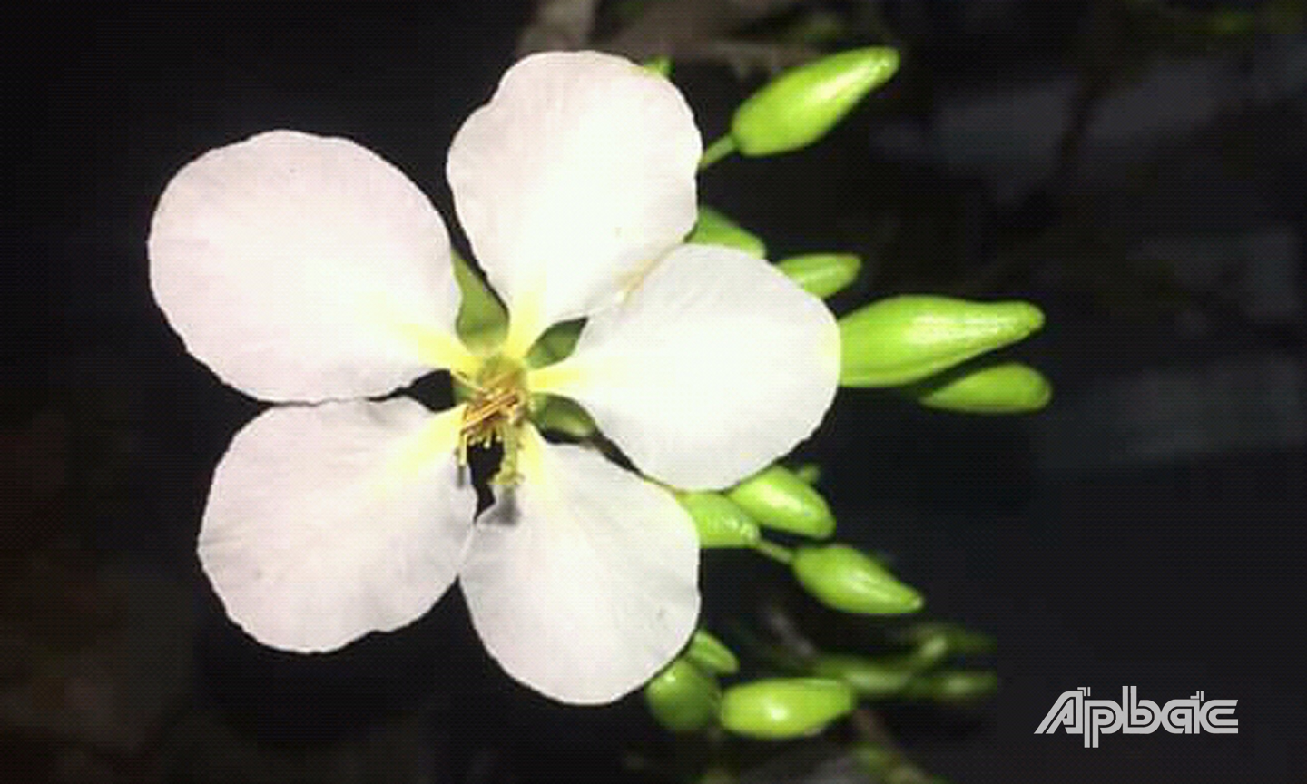 Bạch mai mang vẻ đẹp mong manh, thuần khiết