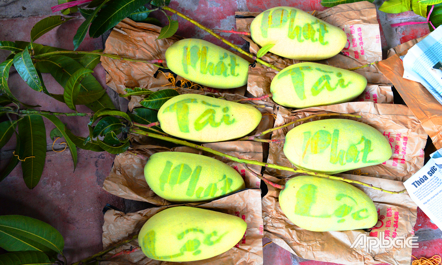 Chỉ những trái to đẹp, đầy đặn mới được chọn để tiến hành bao trái tạo hình. 