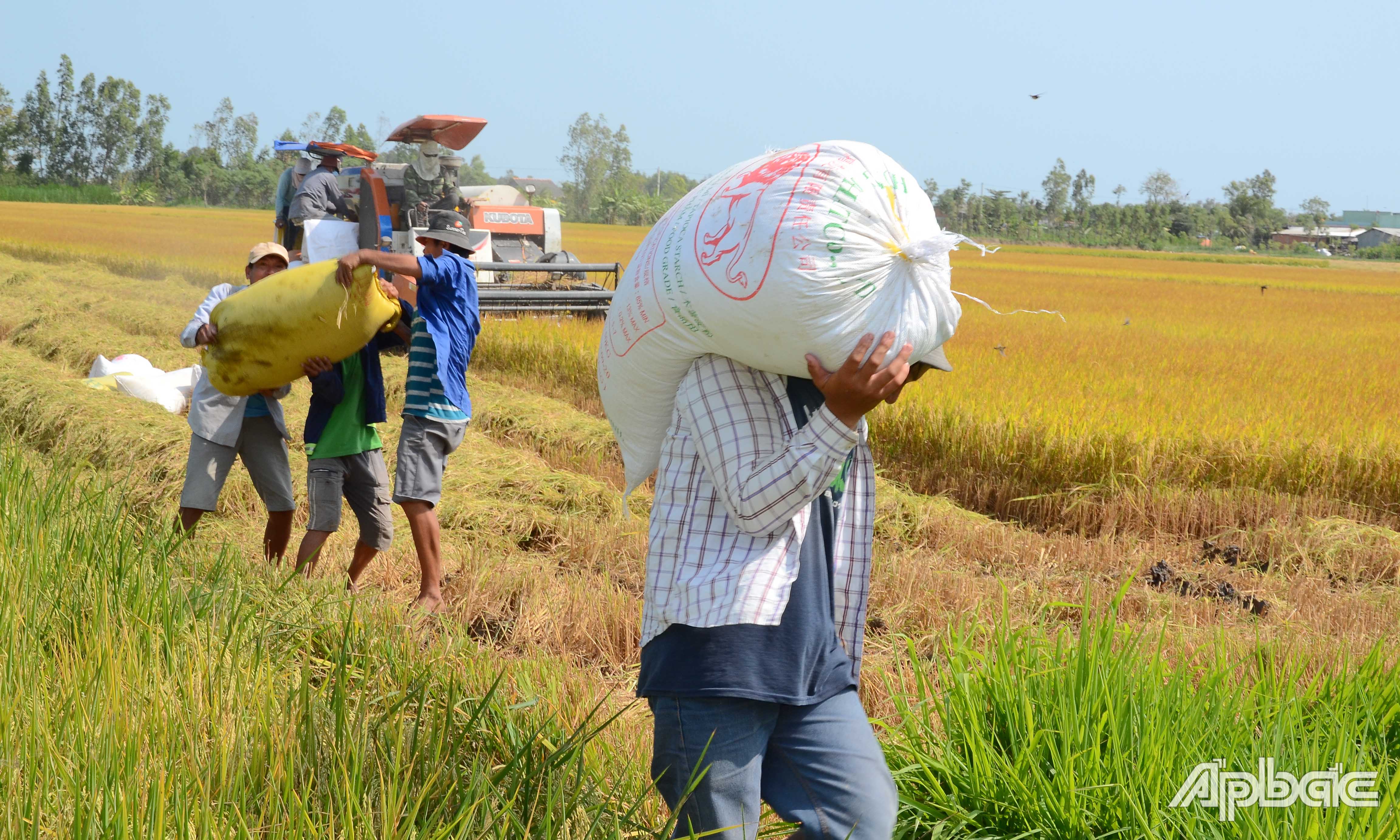 Lúa trúng mùa, giá cao nên nông dân rất phấn khởi.