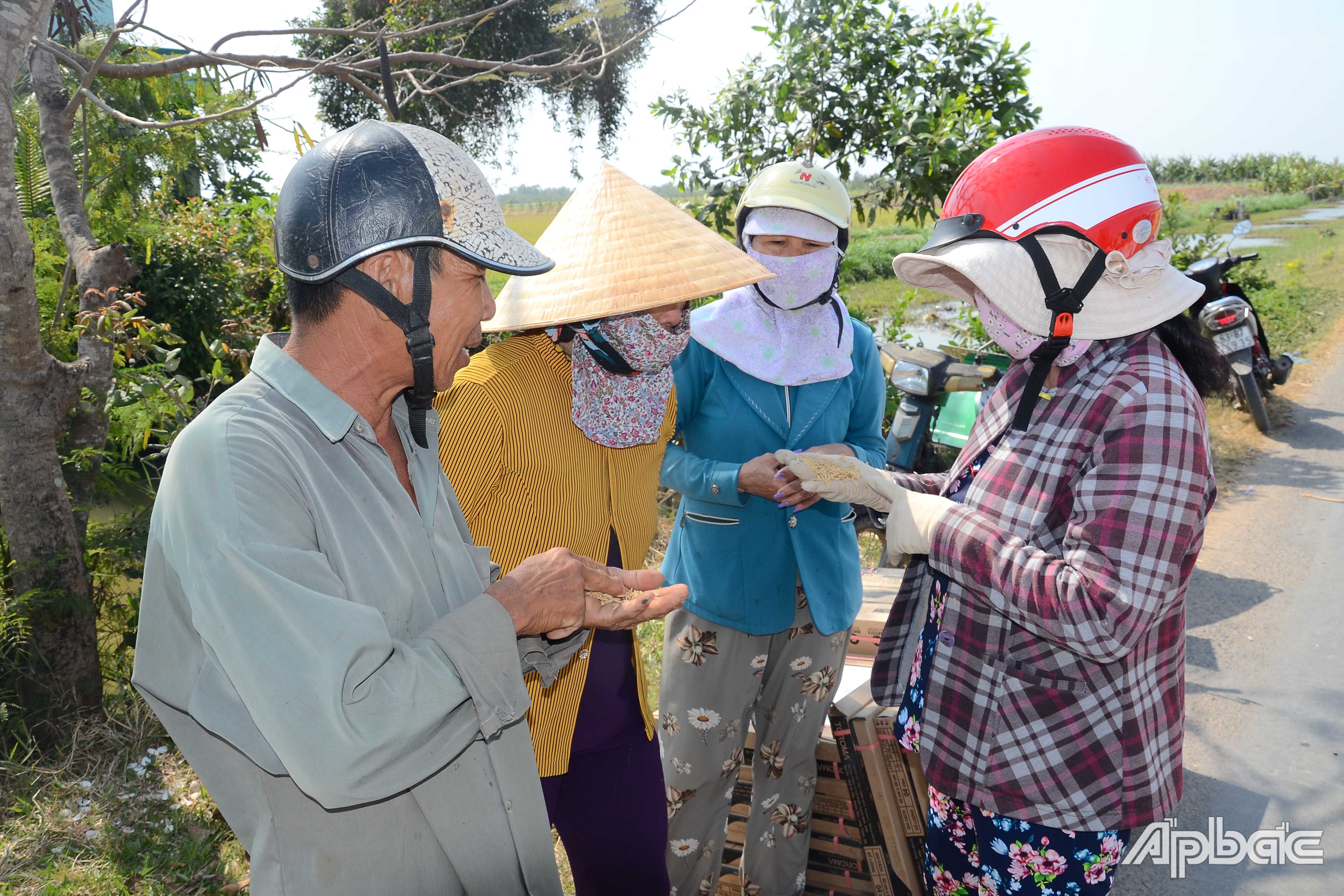 Thương lái xem lúa của nông dân.