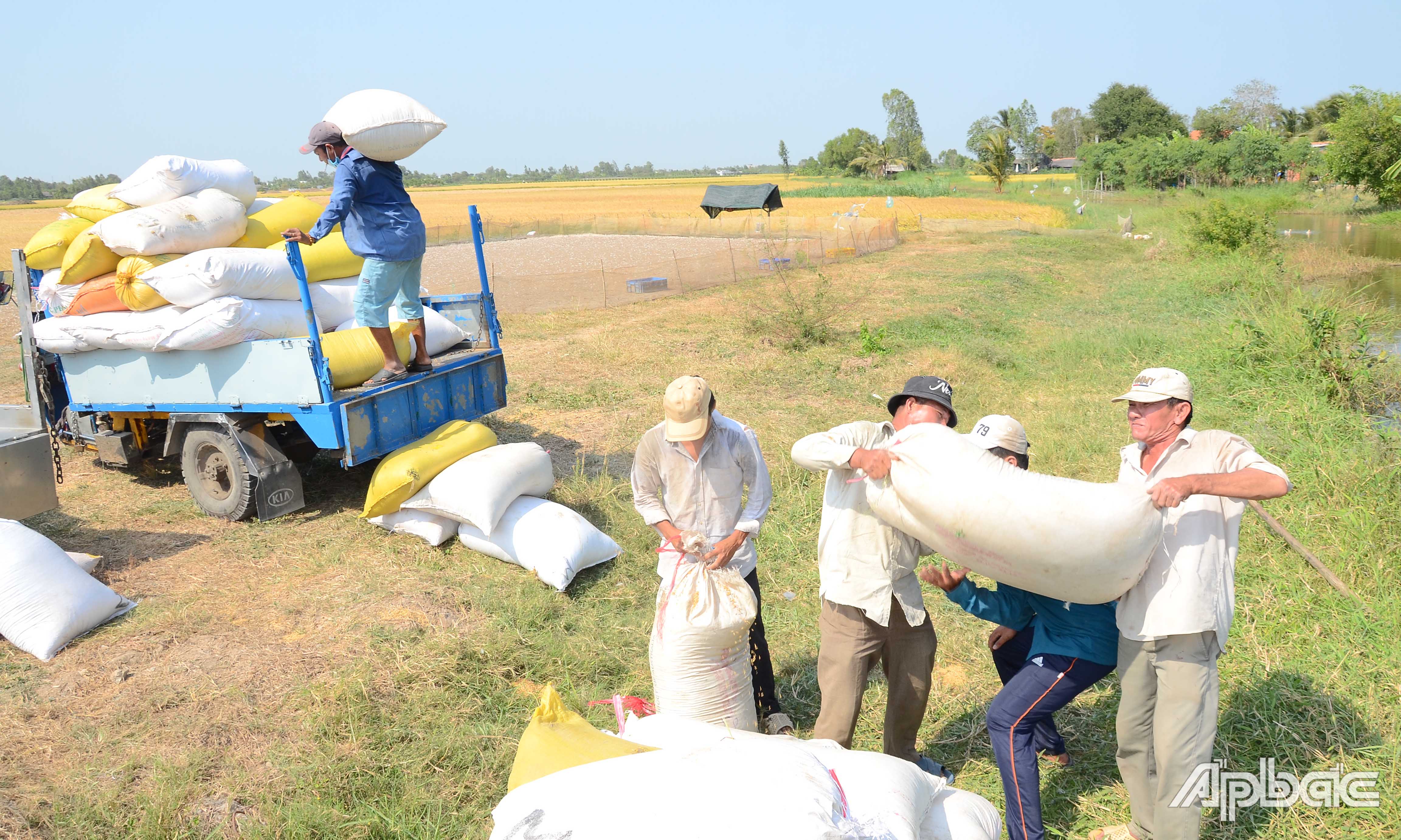 Năng suất lúa vụ đông xuân trung bình khoảng 6,5 tấn/ha.