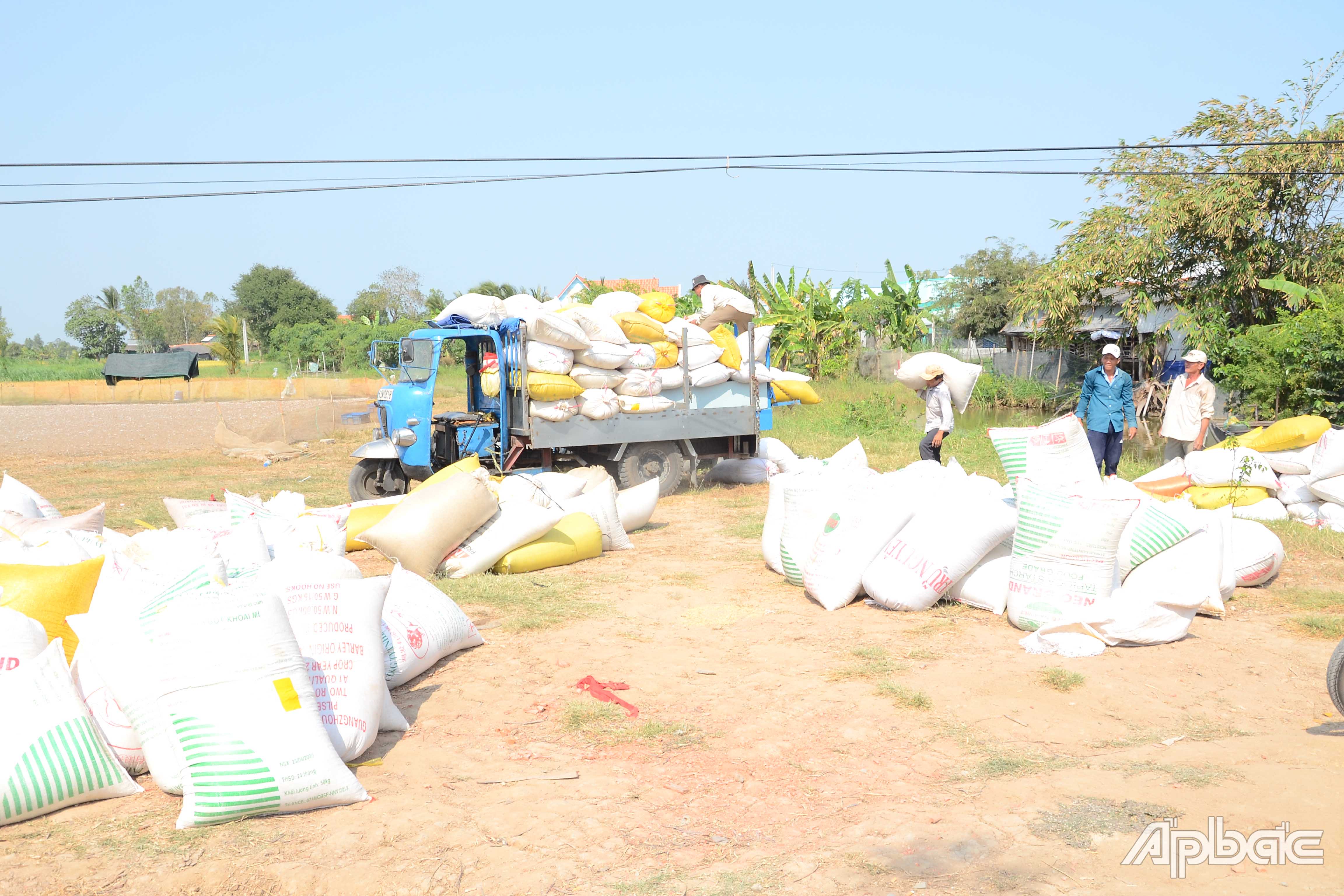 Hiện lúa VD 20 được các thương lái thu mua với giá 8.000 đồng/kg tại ruộng, lúa Đài thơm 8 7.000 đồng/kg, ST24 7.200 đồng/kg, OM4900 6.800 đồng/kg, lúa thường 6.500 đồng/kg.