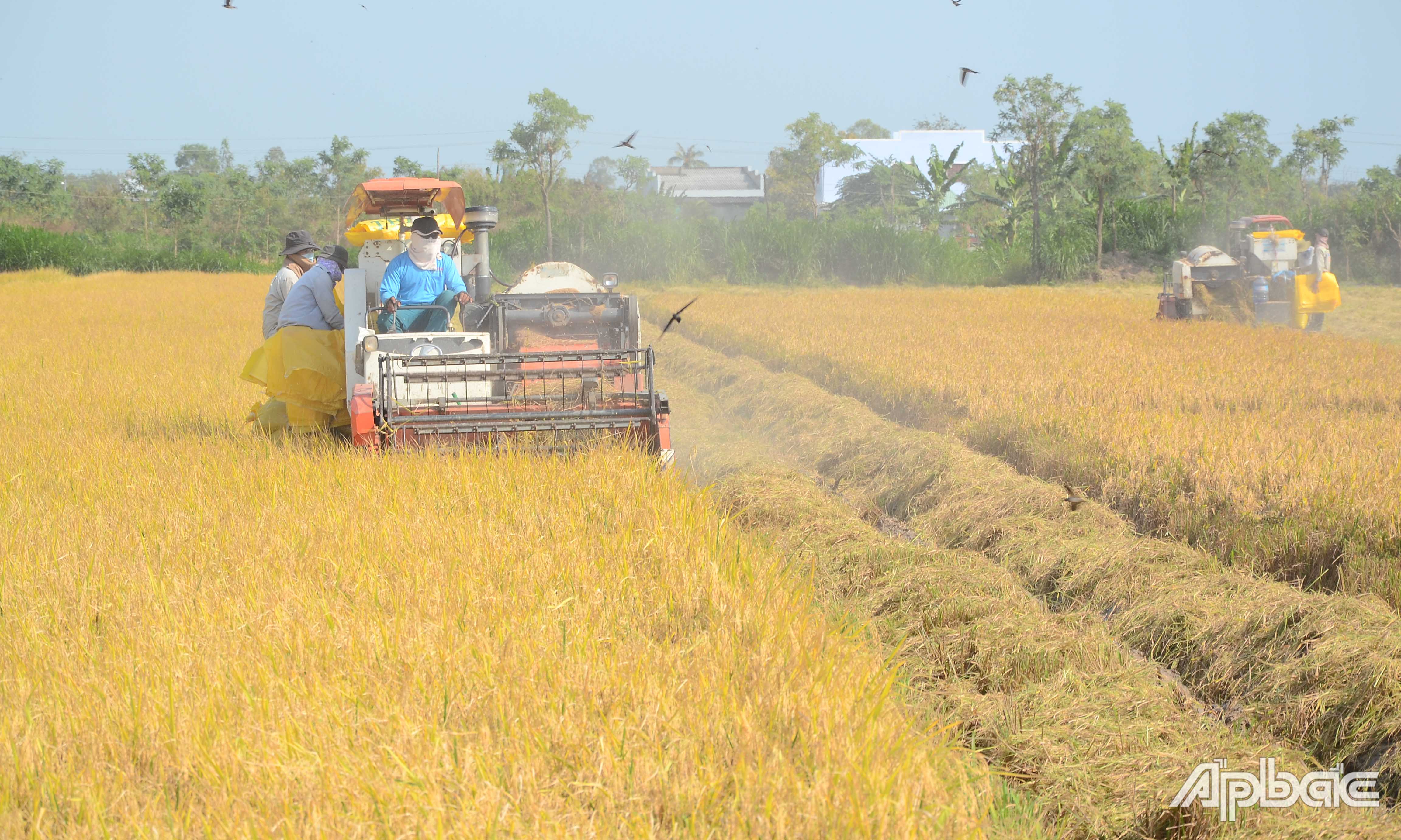 Thu hoạch lúa tại xã Bình Tân, huyện Gò Công Tây.