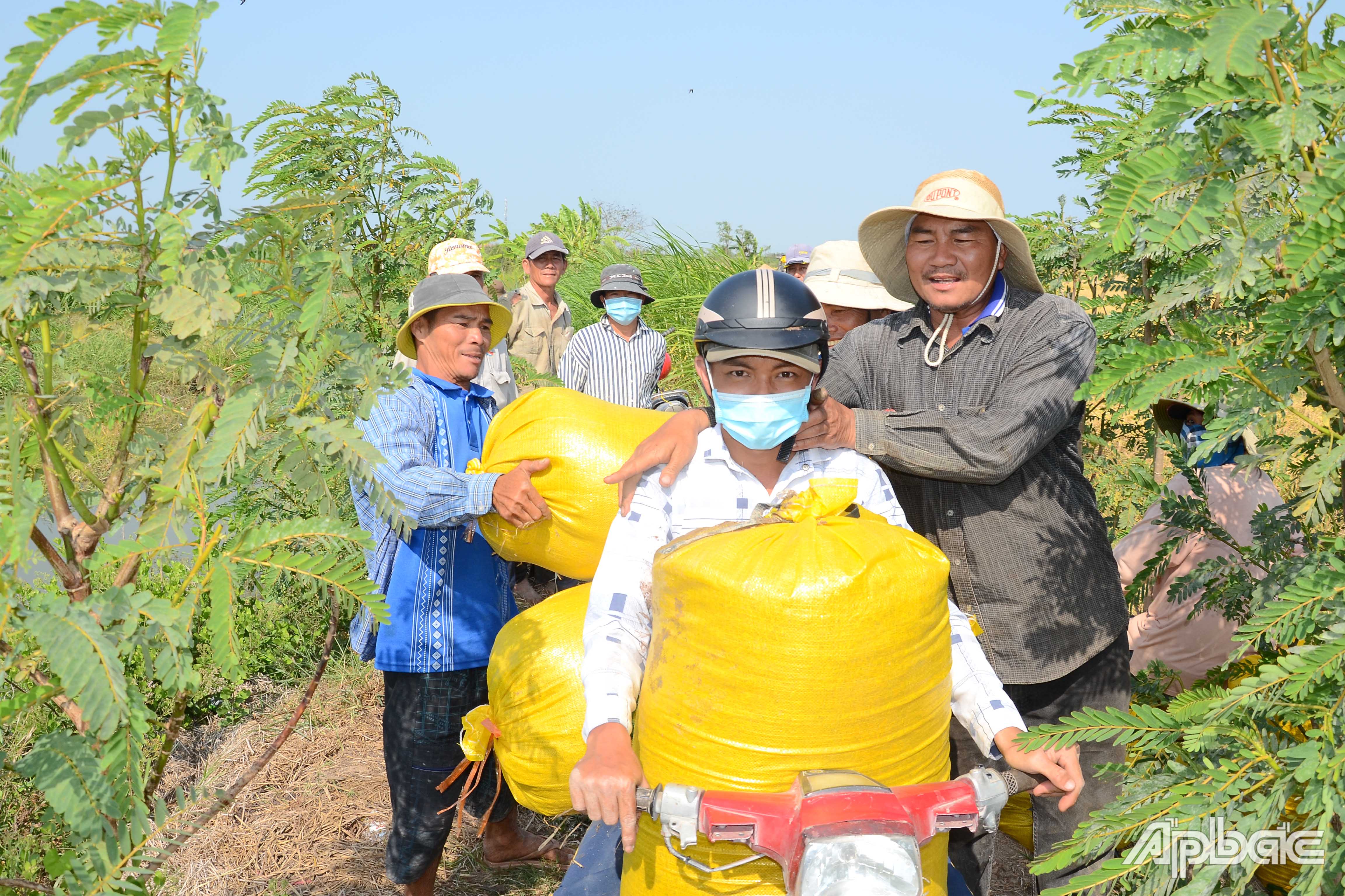 Vận chuyển lúa.
