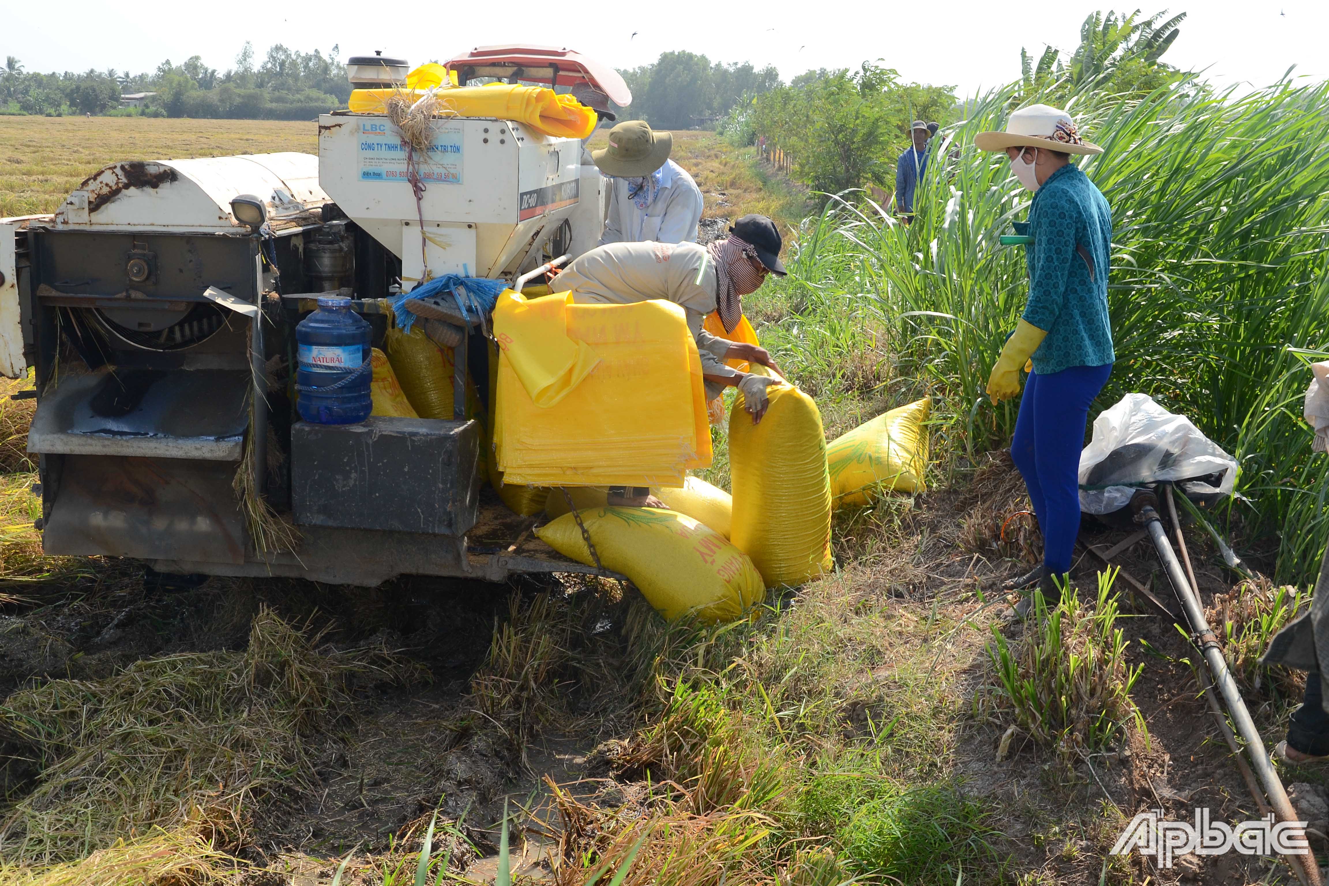 Dù lúa trúng, giá cao, nhưng công tác thu hoạch gặp khó khăn do nước trên ruộng còn nhiều.