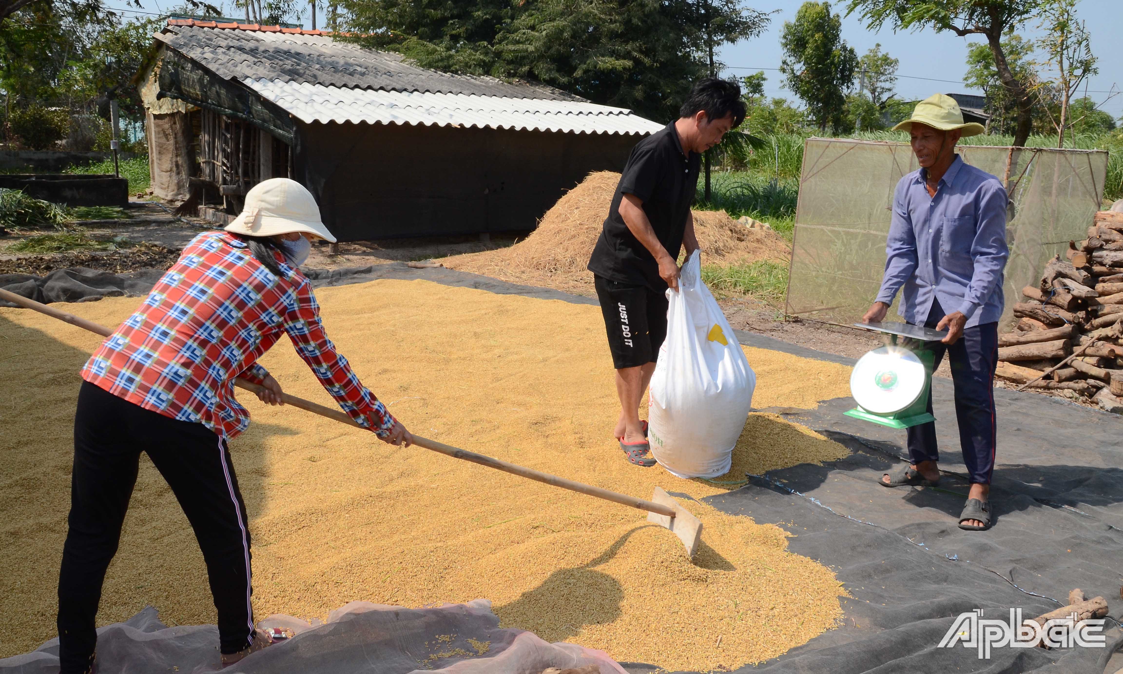 Lúa về vàng sân.