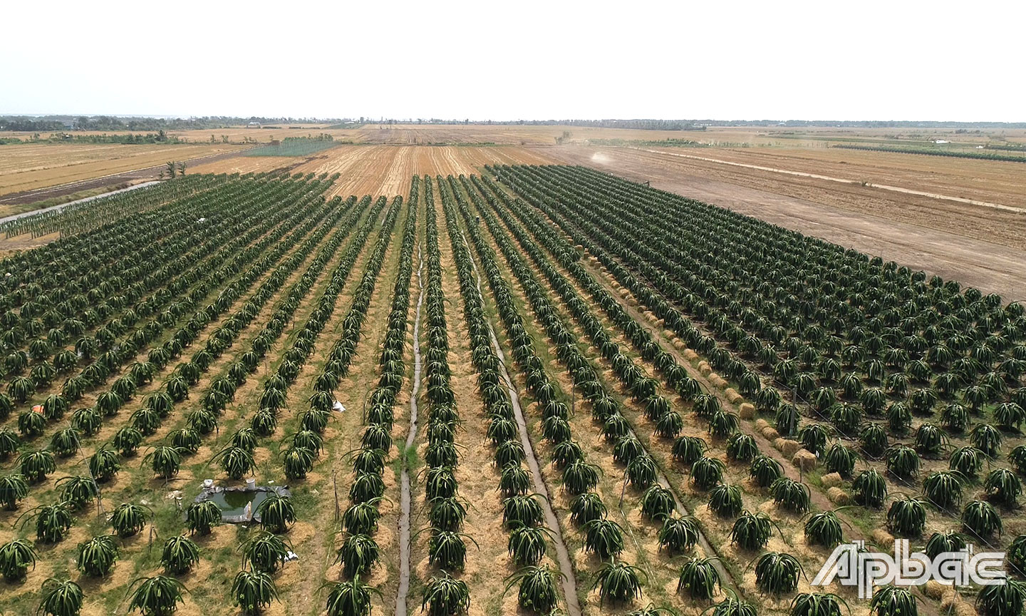 Vườn thanh long bạt ngàn ở xã Kiểng Phước, huyện Gò Công Đông.