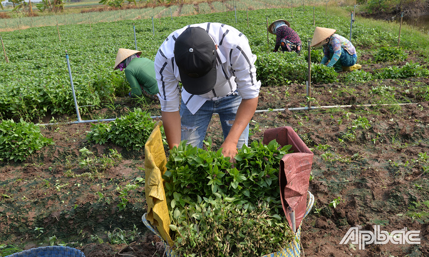 Nhiều diện tích sản xuất lúa trước đây ở xã Tân Điền (huyện Gò Công Đông), giờ đây người dân đã chuyển sang trồng rau màu.