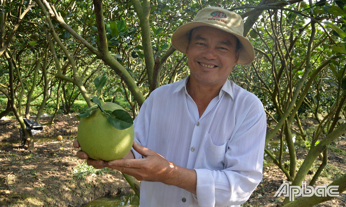 Mô hình sản xuất bưởi theo tiêu chuẩn VietGAP tại Hợp tác xã Bưởi da xanh ấp Bình Thành (xã Tân Mỹ Chánh).