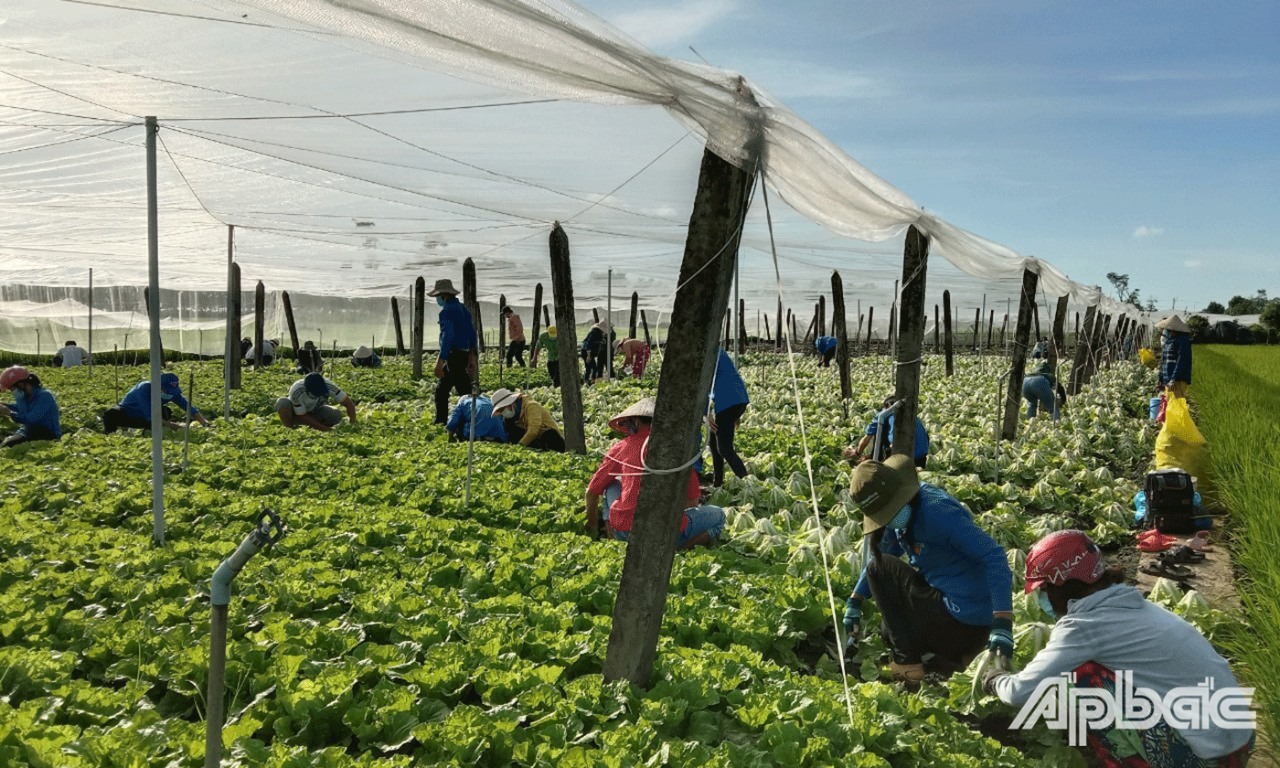 thu hoạch được 5 tấn cải, (tại ấp Xóm Dinh, xã Tân Đông) và vận chuyển đến hỗ trợ cho người dân trong khu vực phong tỏa trên điạ bàn xã Tân Tây