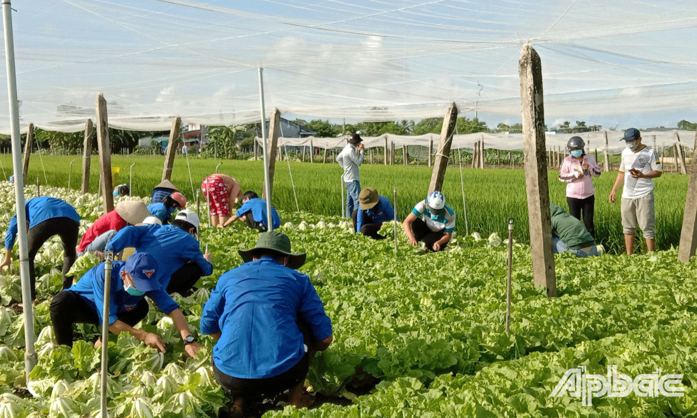 thu hoạch được 5 tấn cải, (tại ấp Xóm Dinh, xã Tân Đông) và vận chuyển đến hỗ trợ cho người dân trong khu vực phong tỏa trên điạ bàn xã Tân Tây