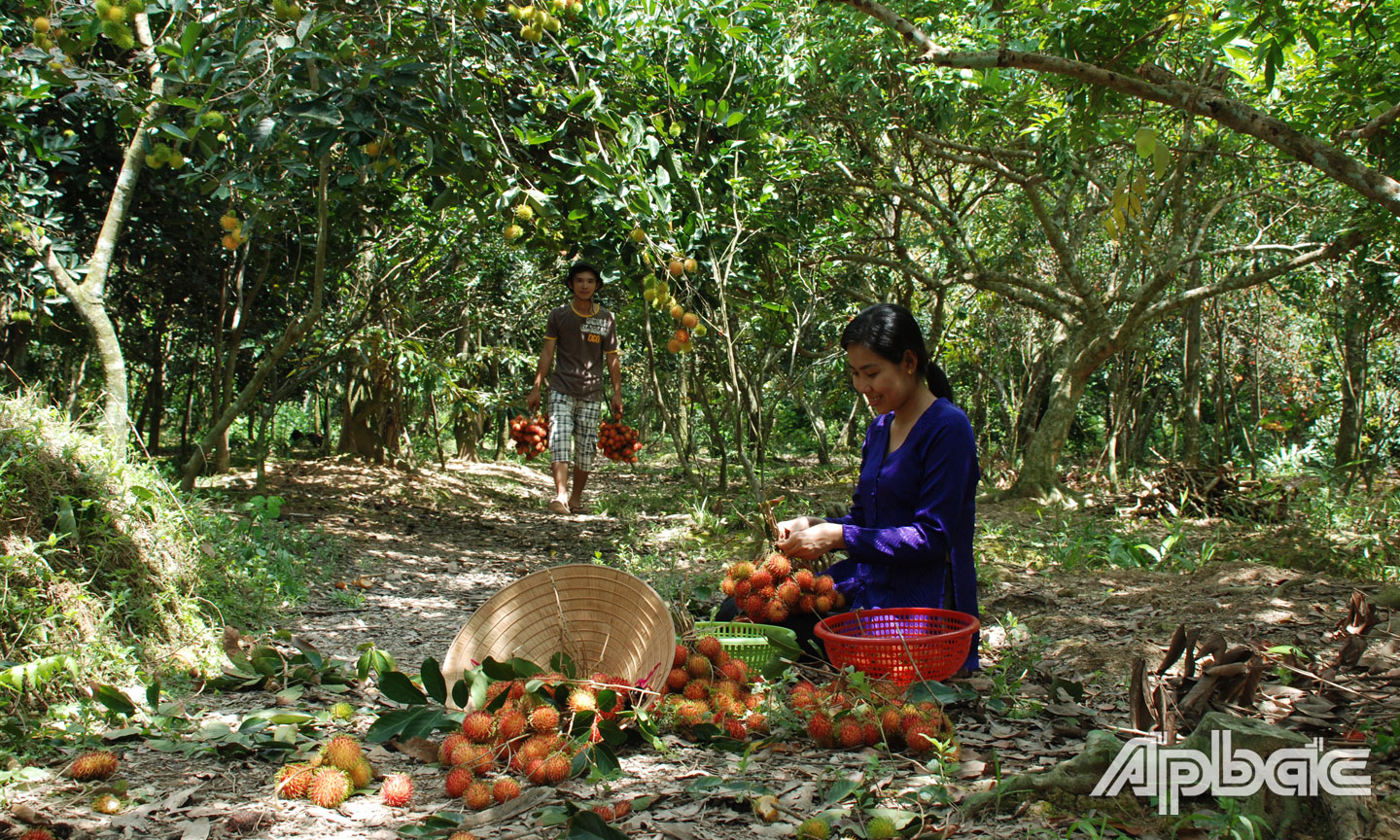 Những chiếc áo bà ba thấp thoáng trong những vườn cây ăn trái miệt vườn Tiền Giang.
