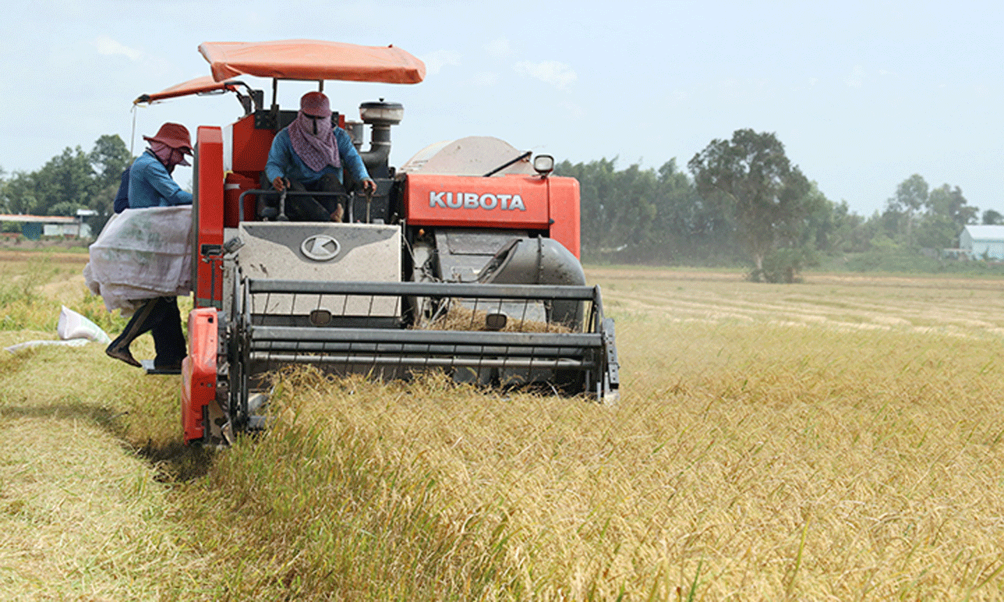Nhân dân tỉnh Long An thu hoạch lúa hè thu.