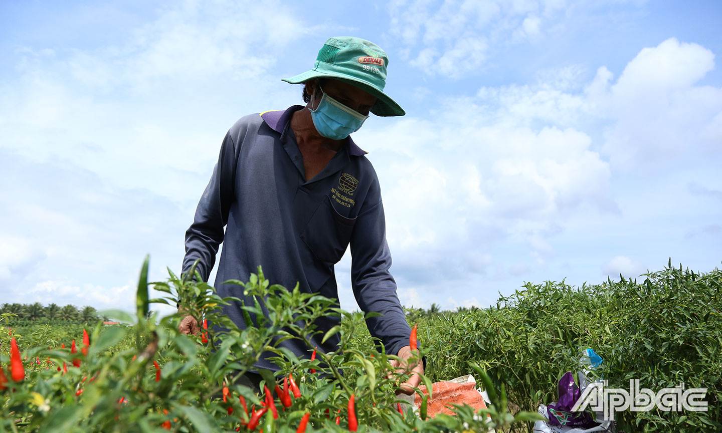 Giá ớt đang nhích dần lên, nông dân phấn khởi.
