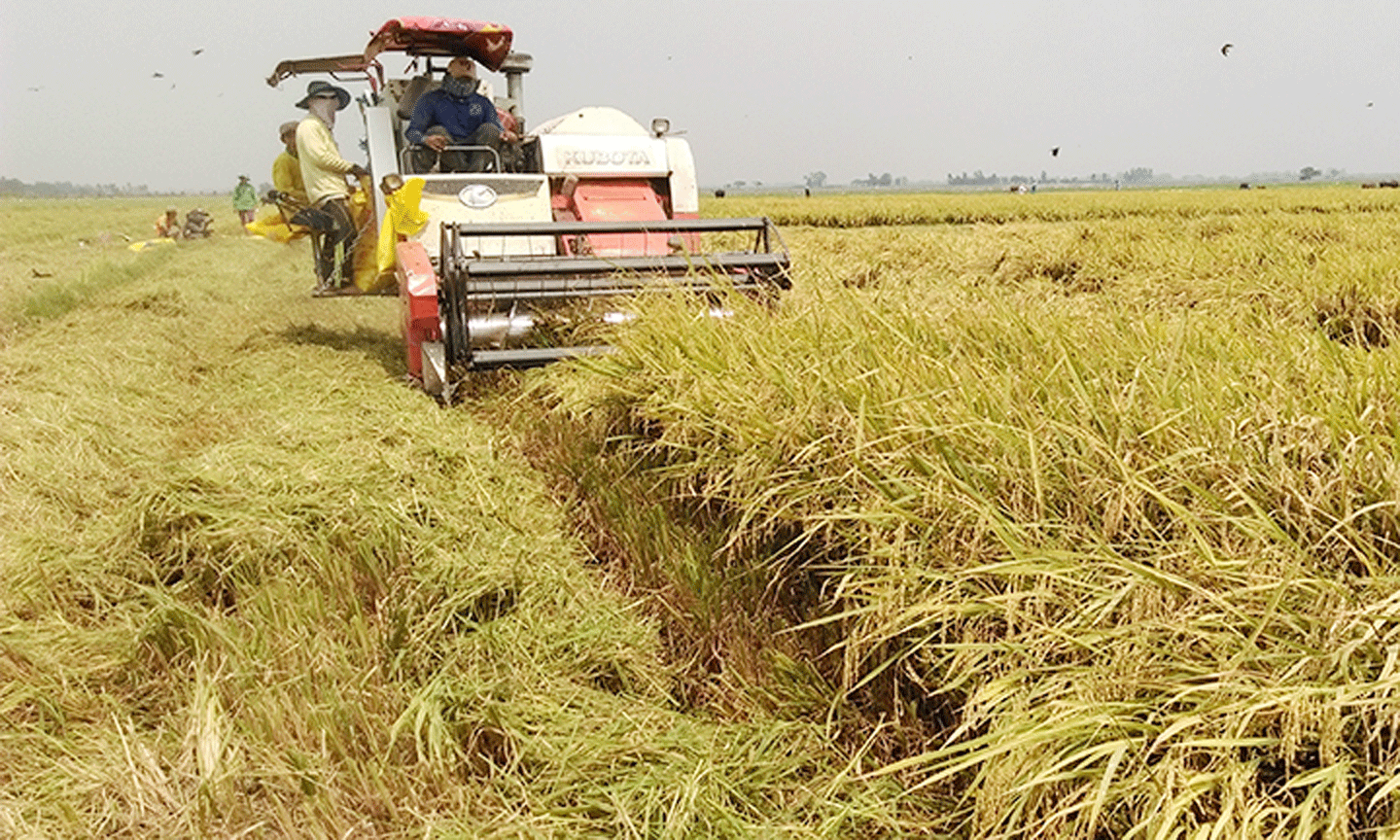 Nông dân tỉnh Long An thu hoạch lúa.