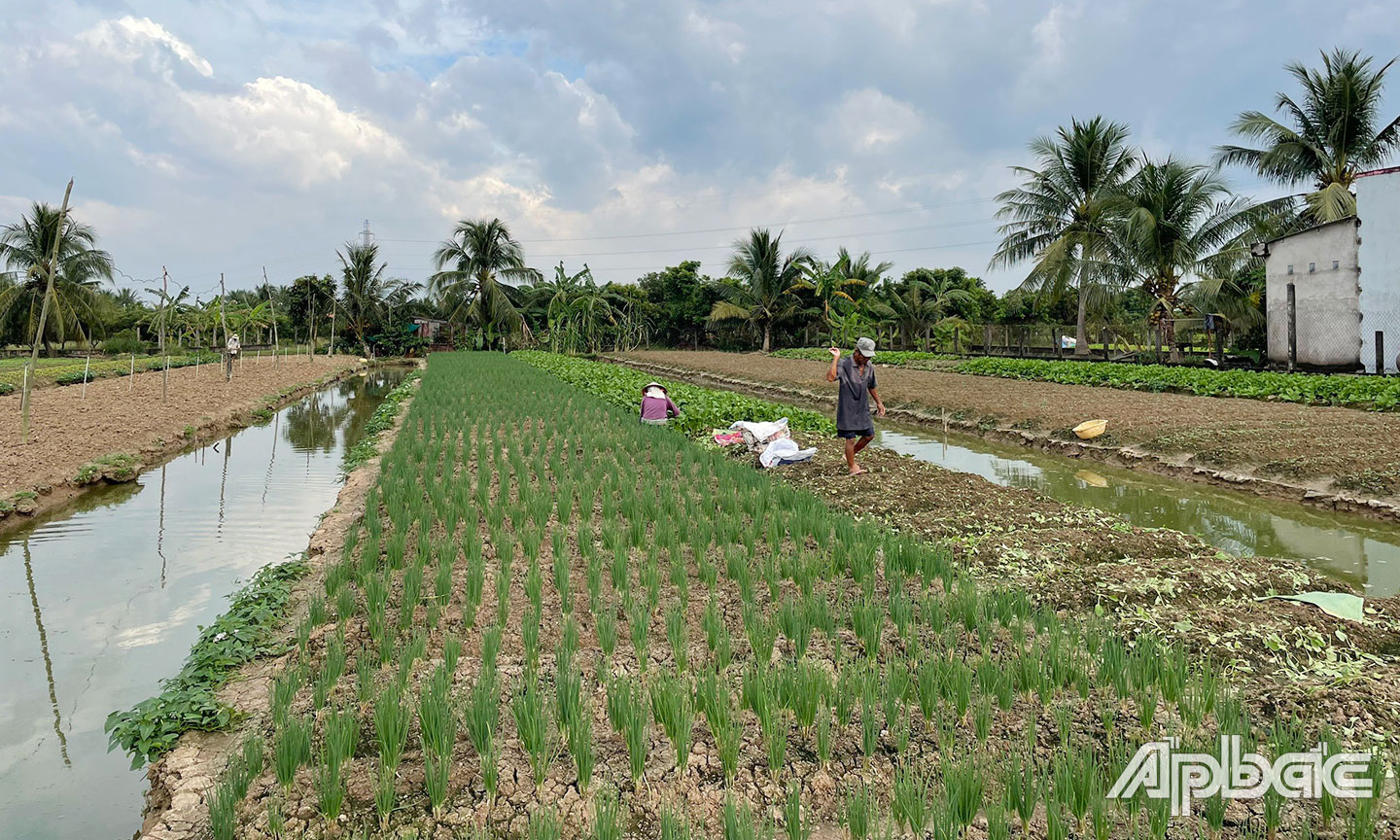 Giá rau màu tại xã Thân Cửu Nghĩa tăng trở lại sau thời gian giãn cách xã hội.