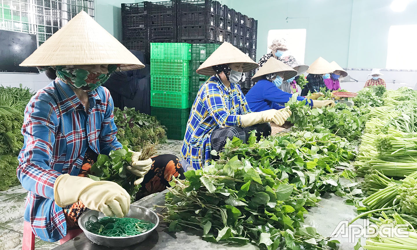 Tiêu thụ nông sản tại Tiền Giang được khai thông. Ảnh: minh thành